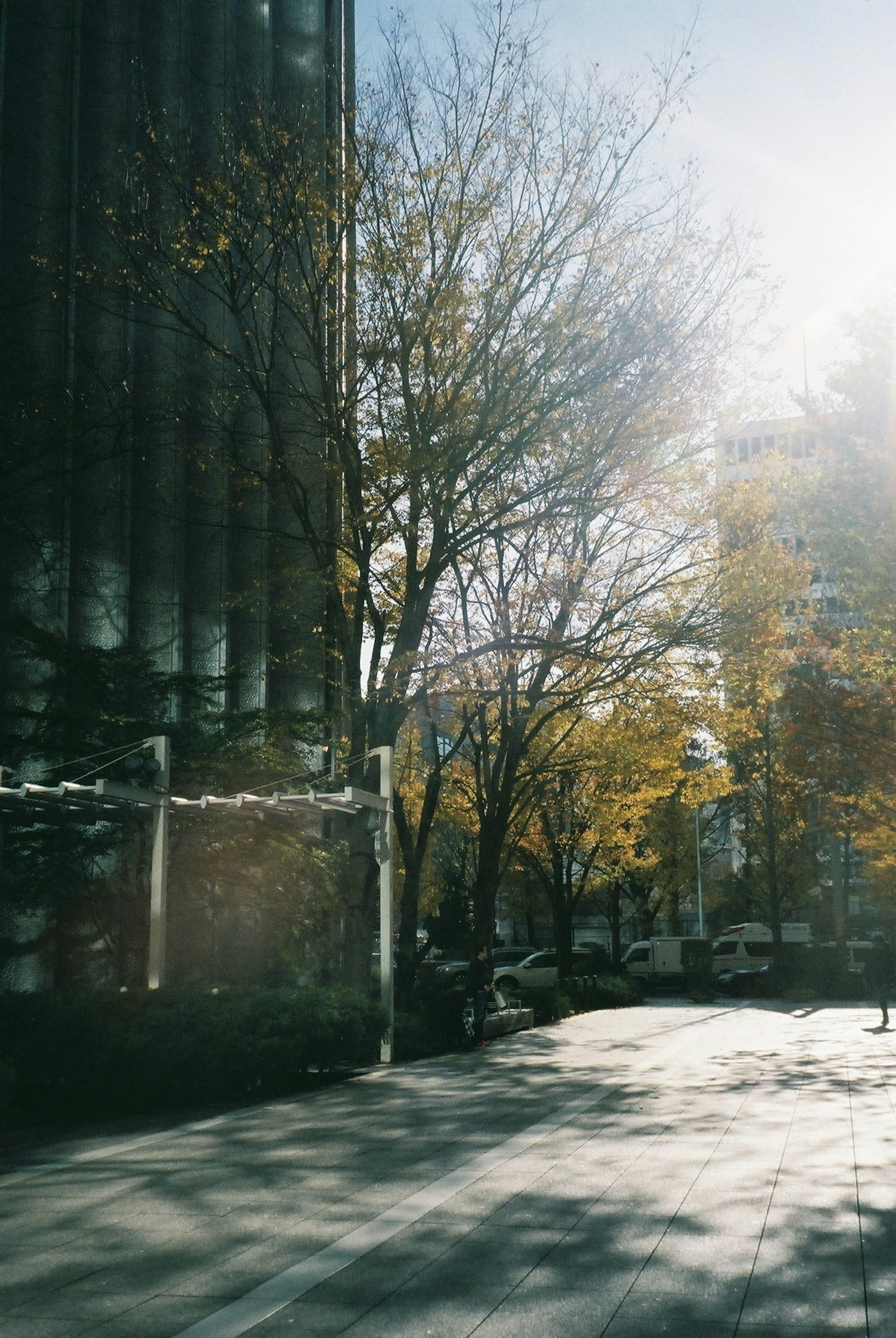 Trees beside a tall building with a sunlit paved road