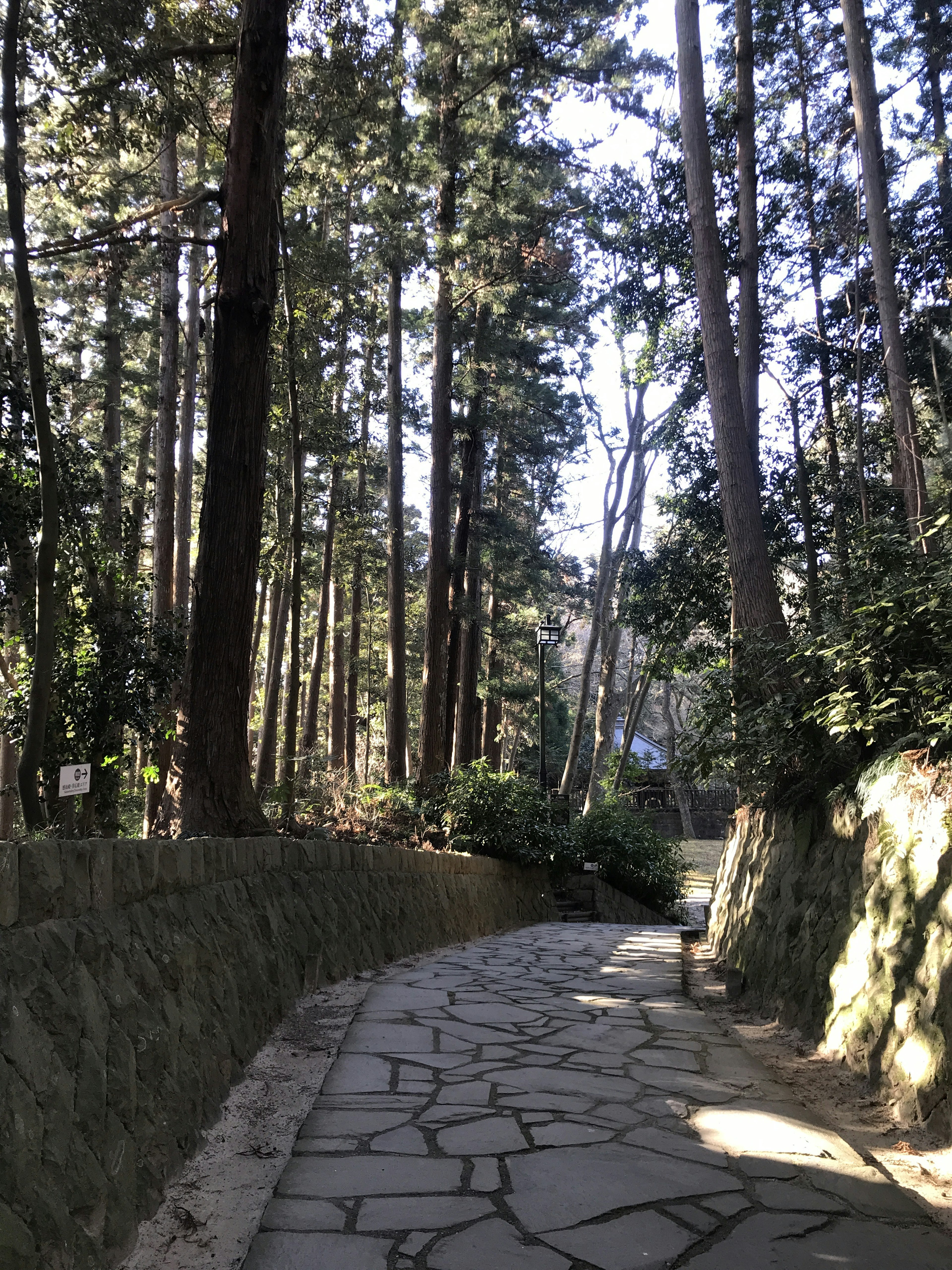 A stone path winding through a serene forest with tall trees