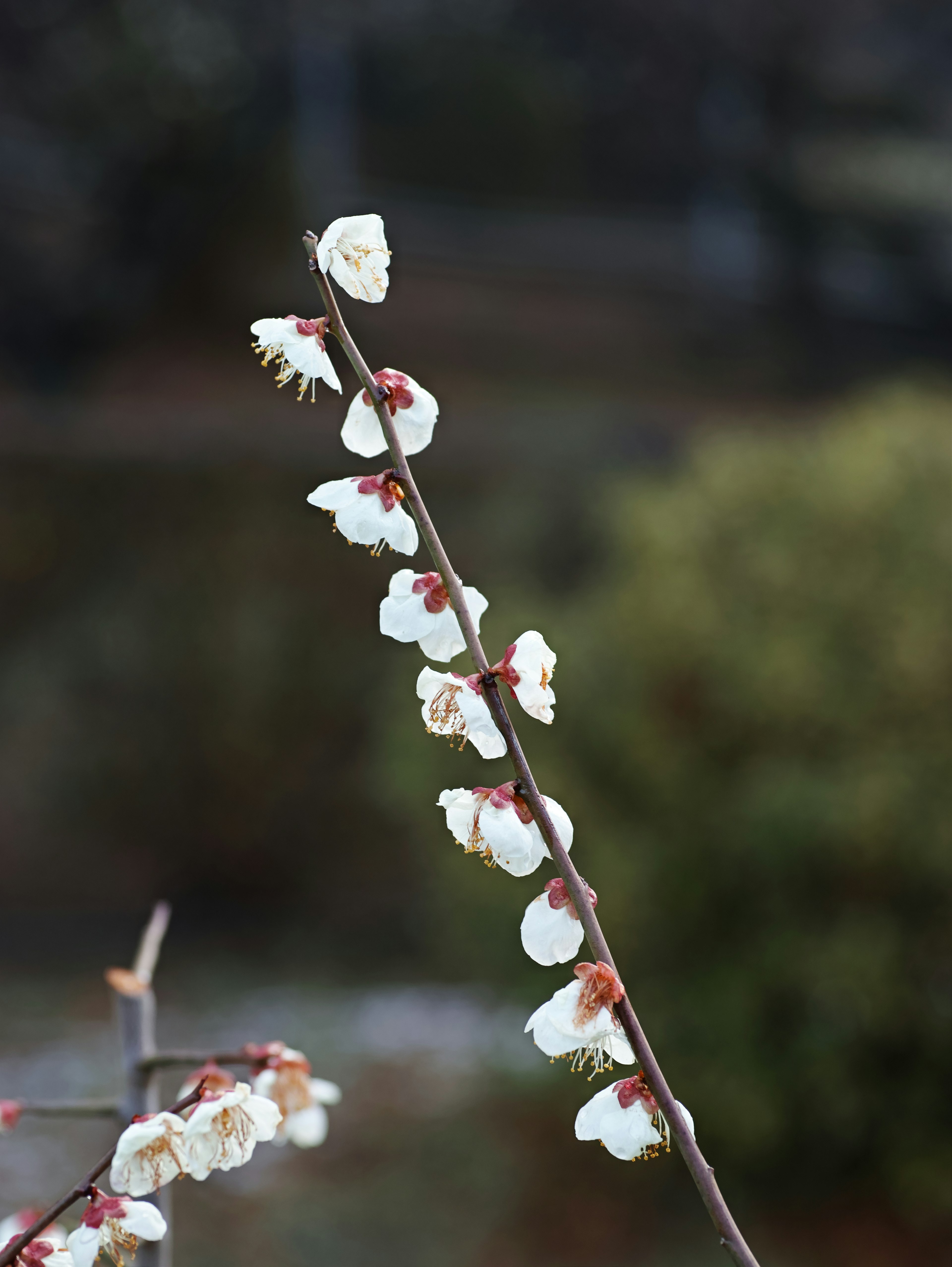 Close-up of a slender branch with white blossoms