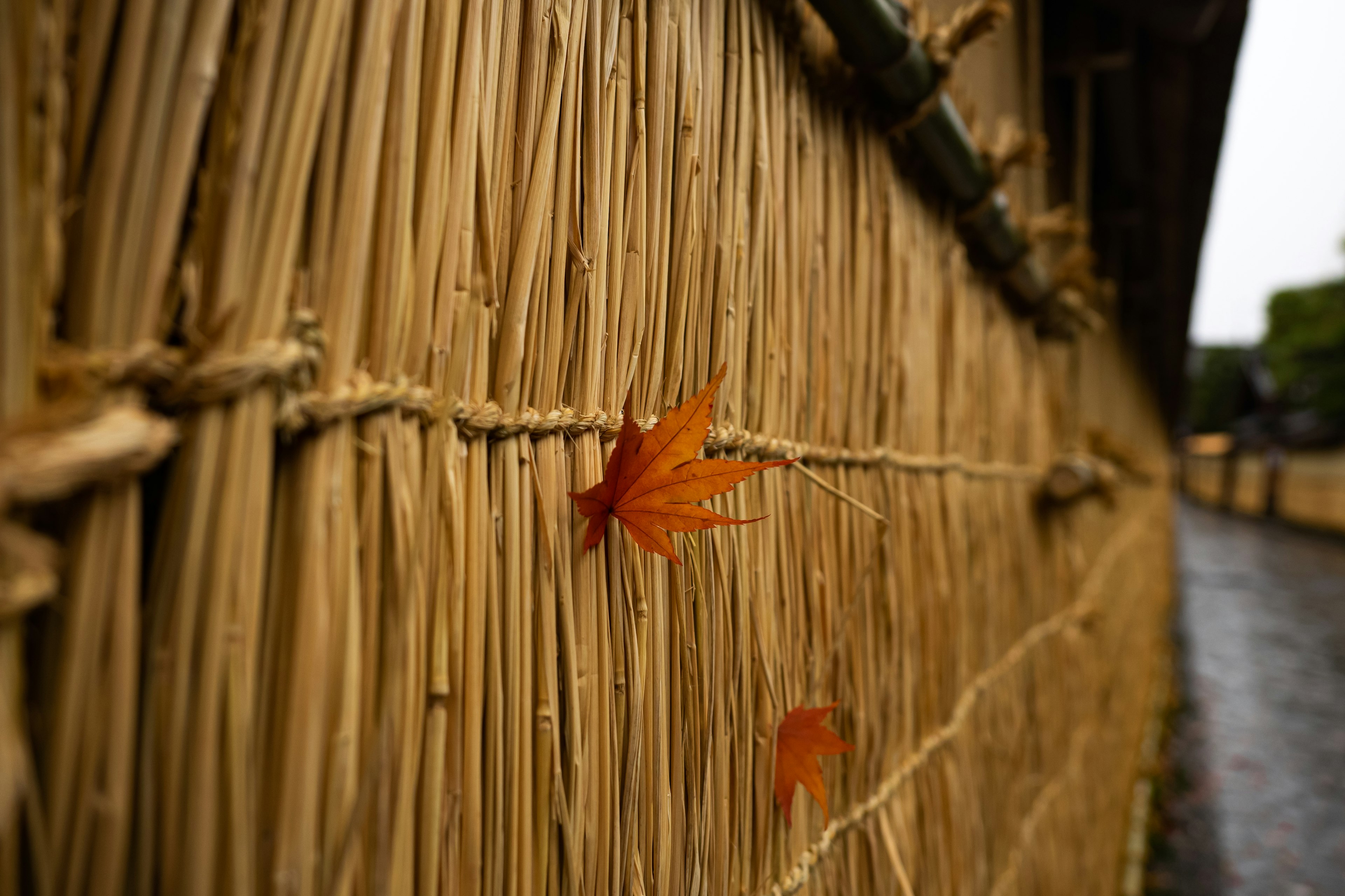 A close-up of a straw wall with red leaves attached