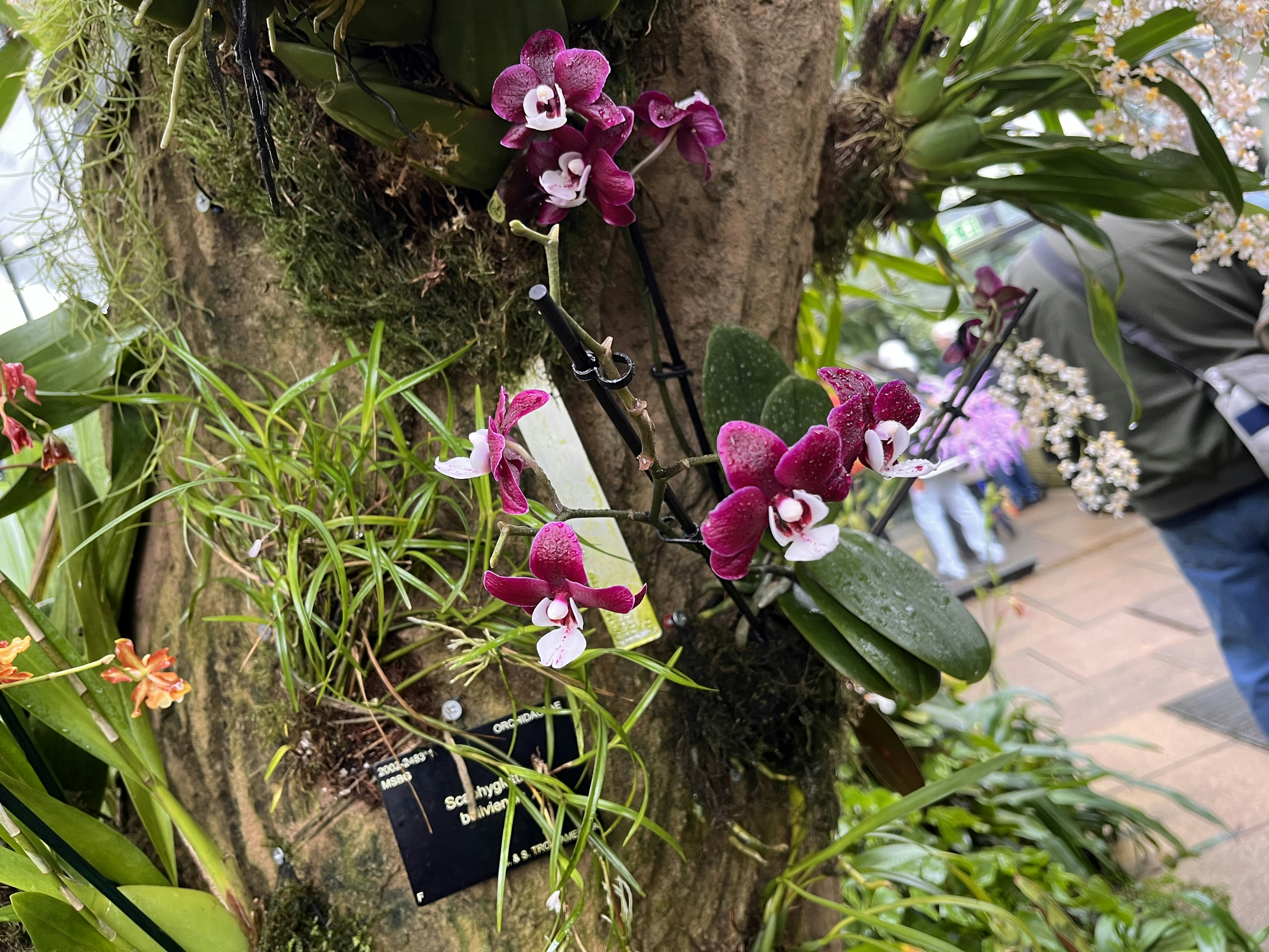 Bunte Orchideen blühen an einem Baum in einem Gewächshaus