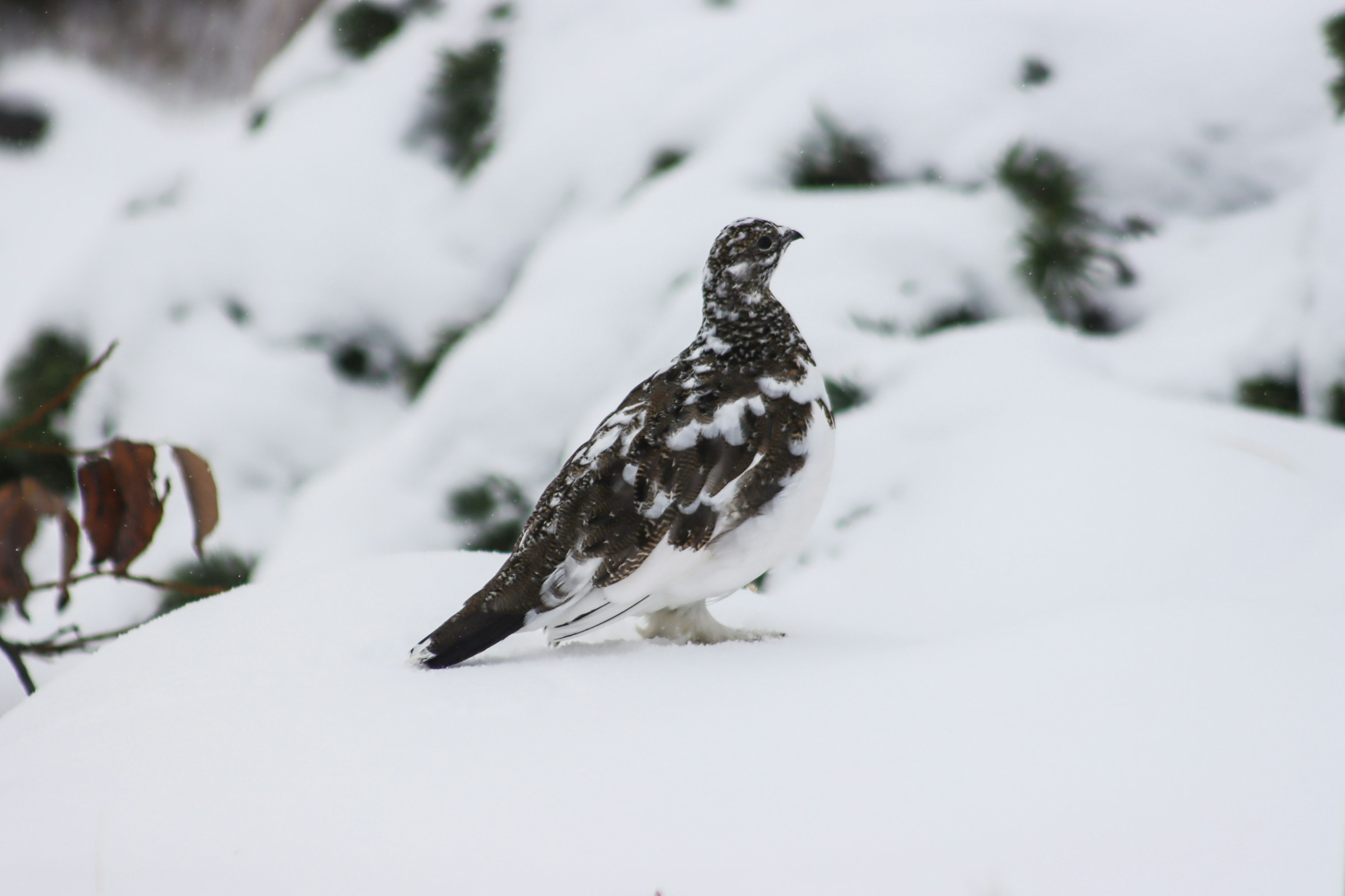 Un oiseau ressemblant à un lagopède se tenant tranquillement dans la neige