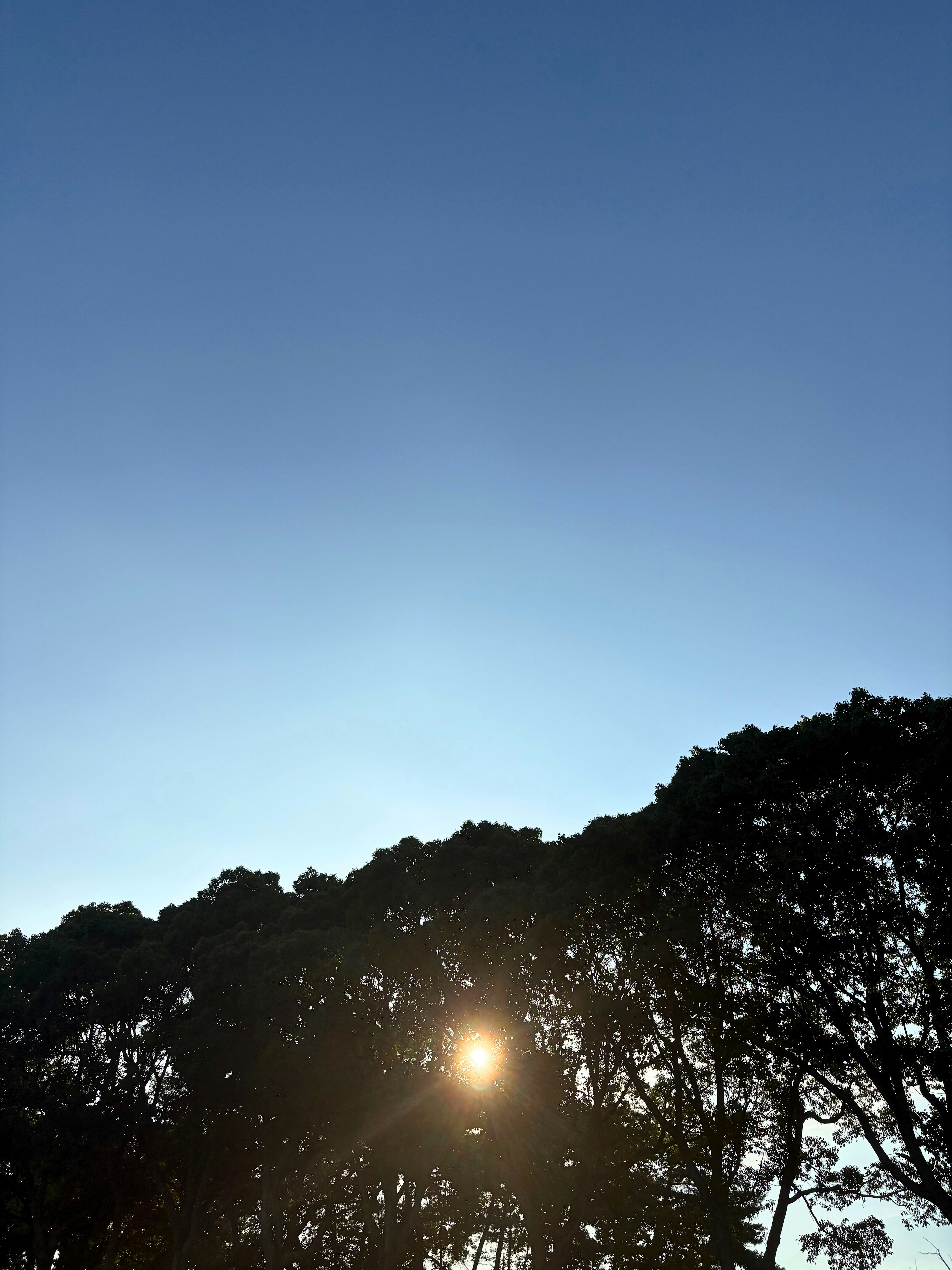 Landscape featuring a silhouette of trees against a blue sky with the sun visible