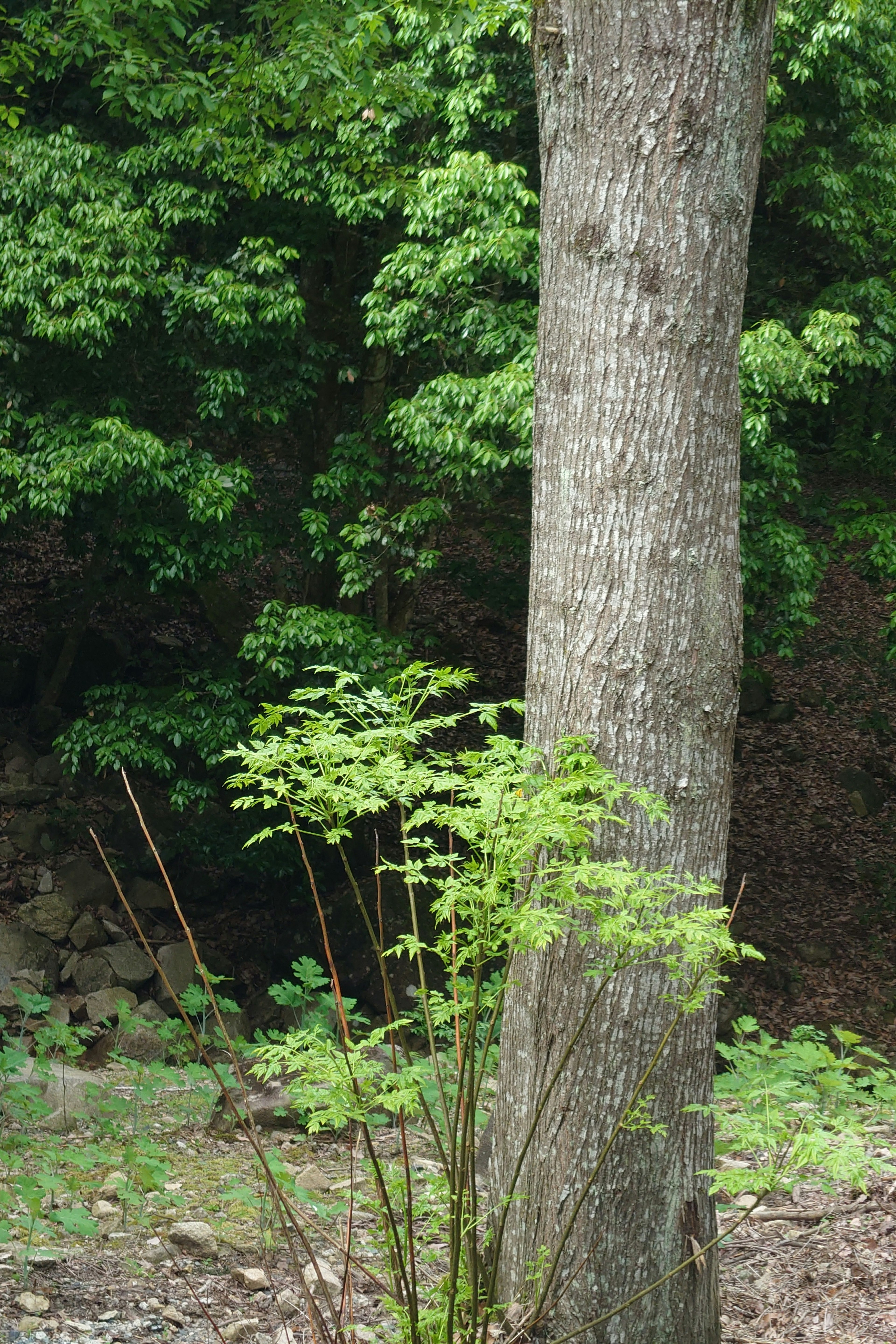 Tree trunk with lush green foliage in the background