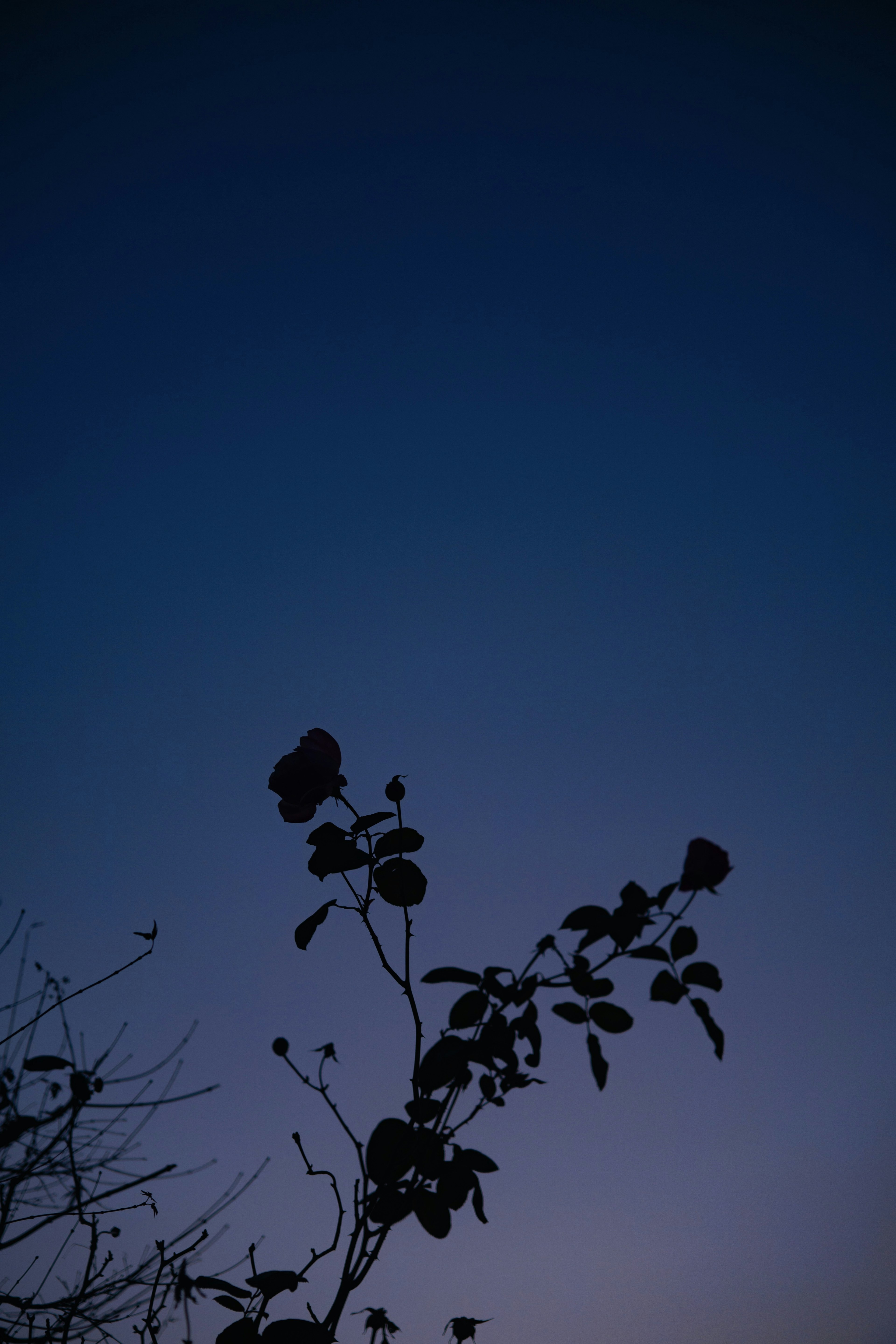 Silhouette of leaves and branches against a blue twilight sky