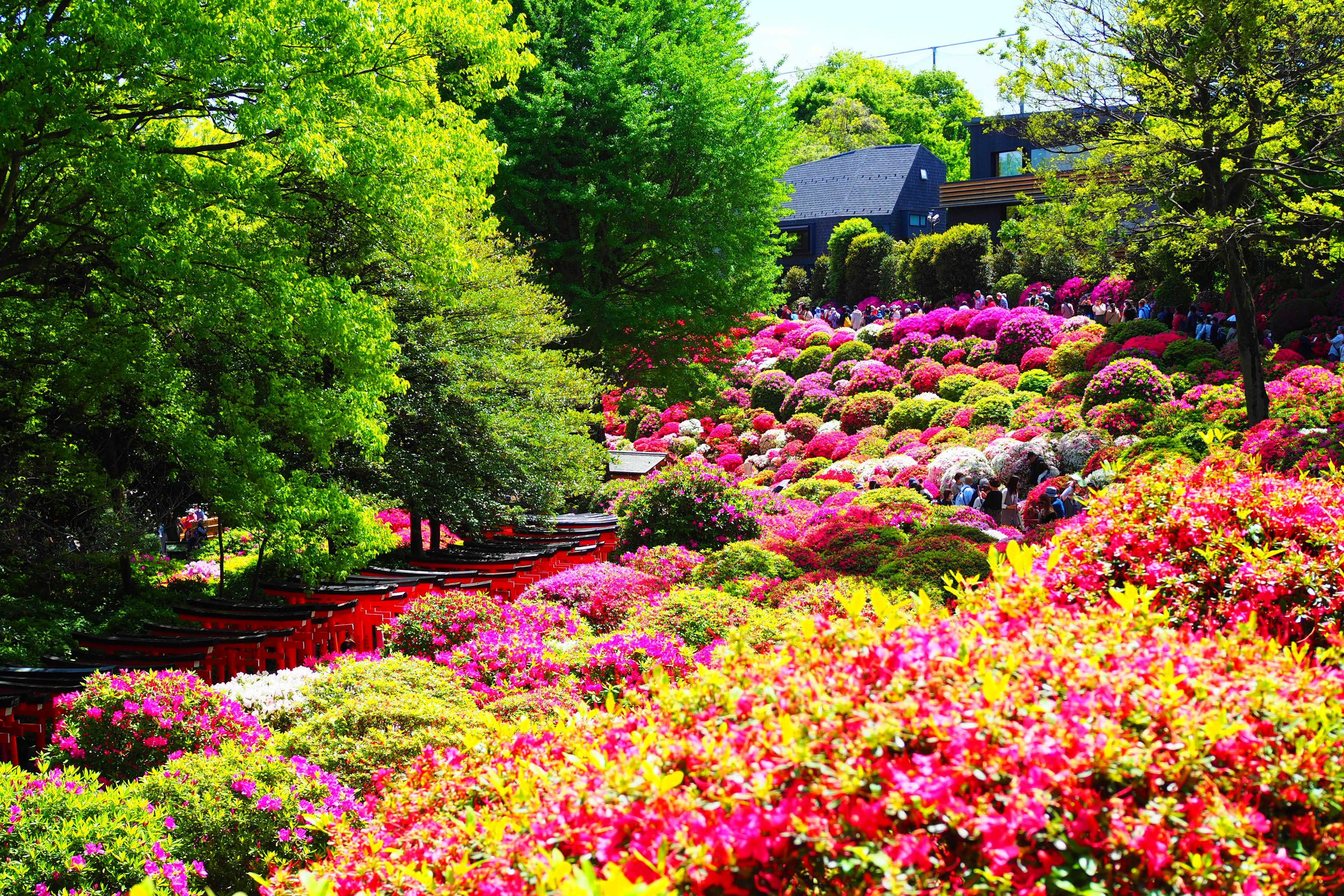 Vibrant garden landscape with colorful flowers and lush greenery