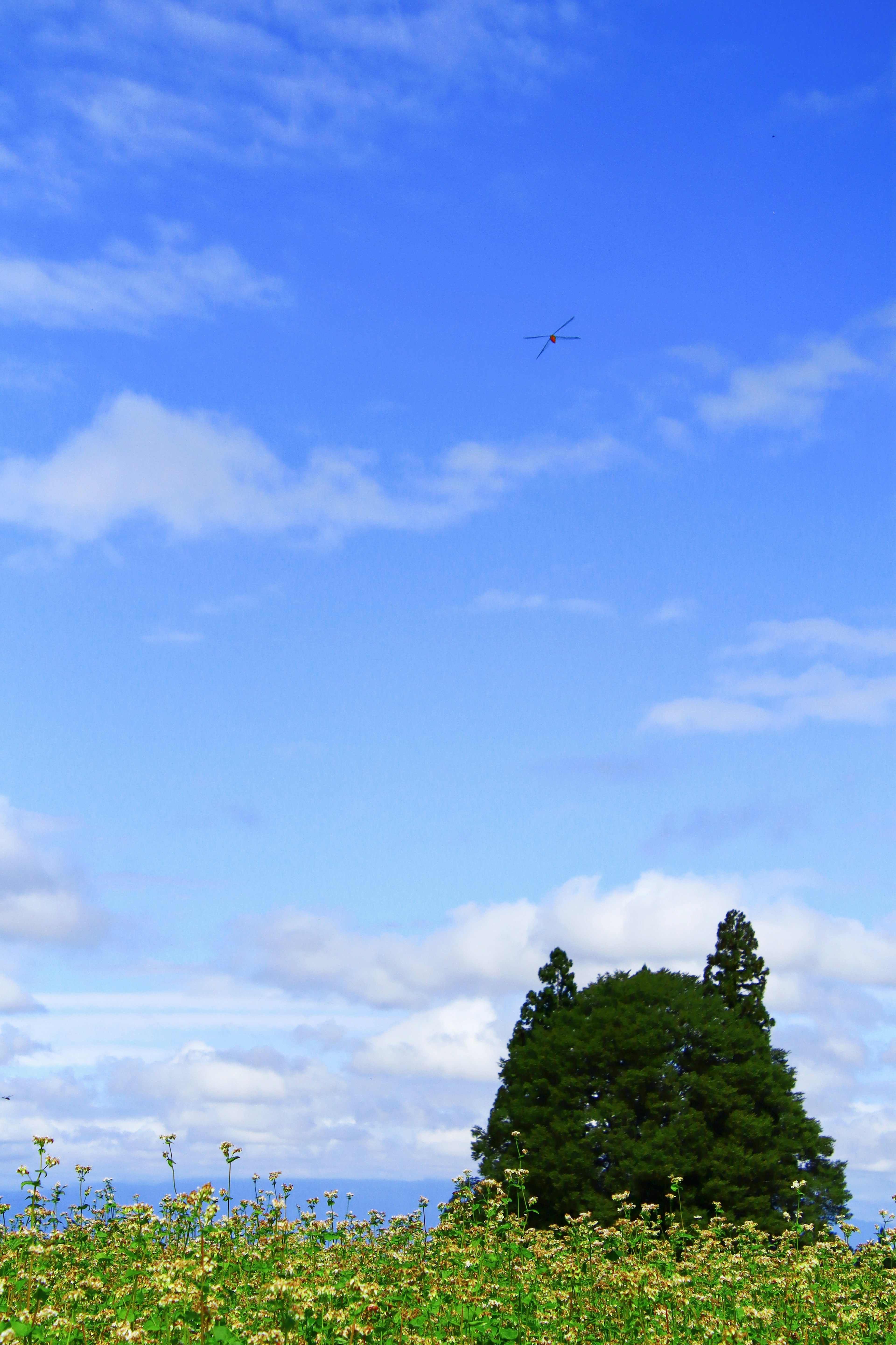 青空と雲の下に立つ緑の木と草花の風景