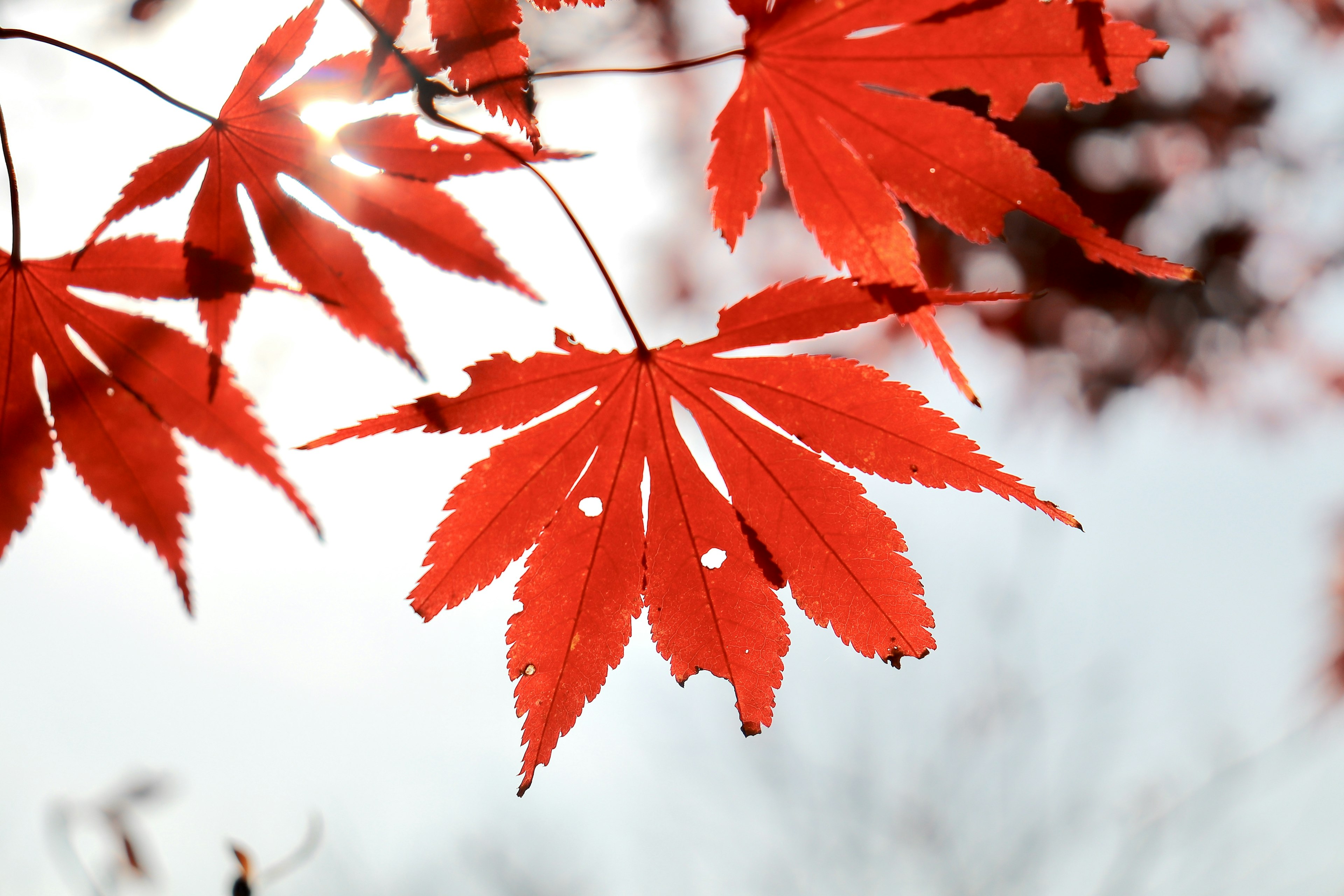 Red maple leaves illuminated by sunlight