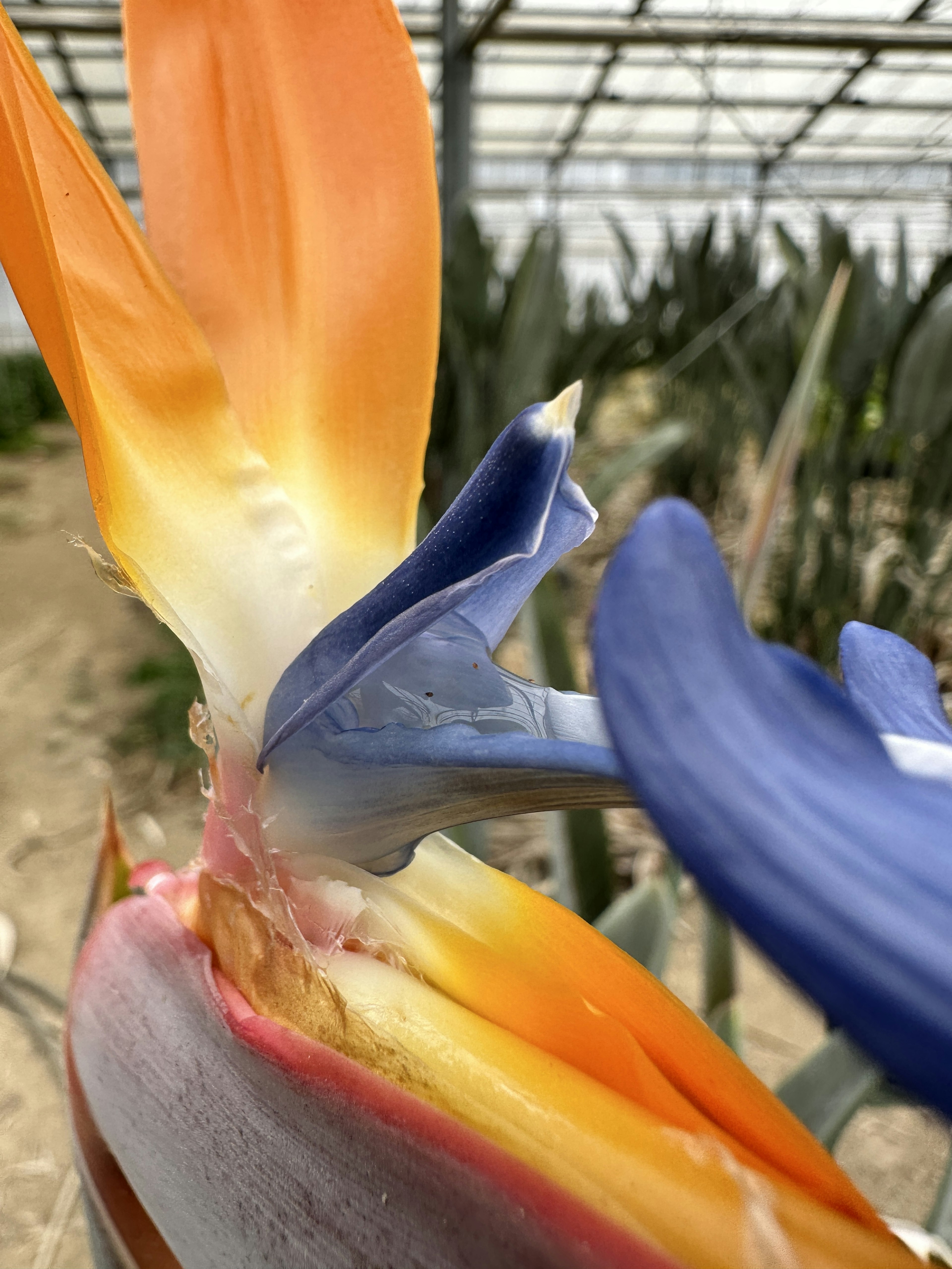 Primo piano di un fiore uccello del paradiso con colori vivaci arancioni e blu