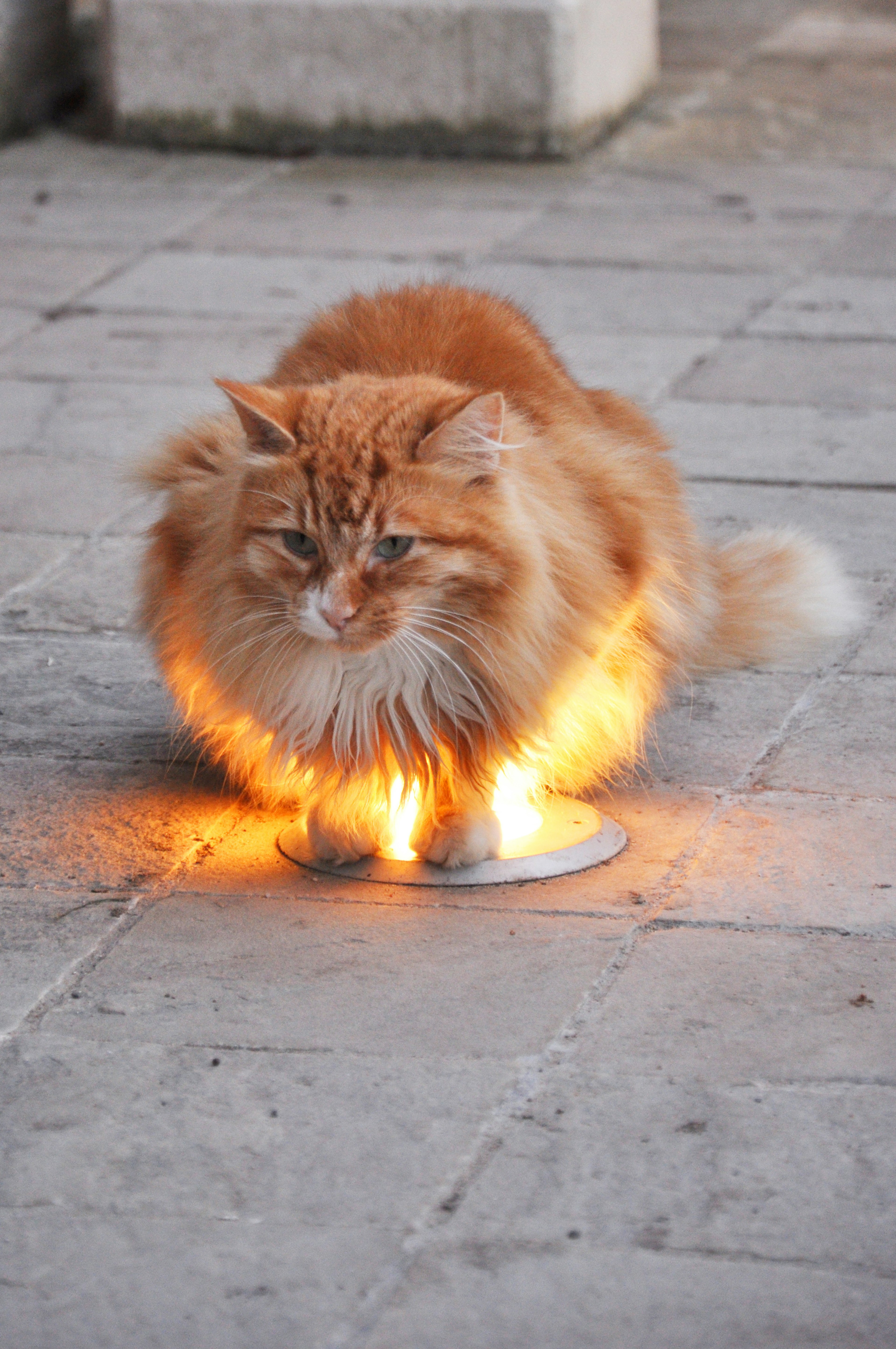 Flauschige orange Katze sitzt auf dem Boden mit Licht, das an ihren Pfoten leuchtet