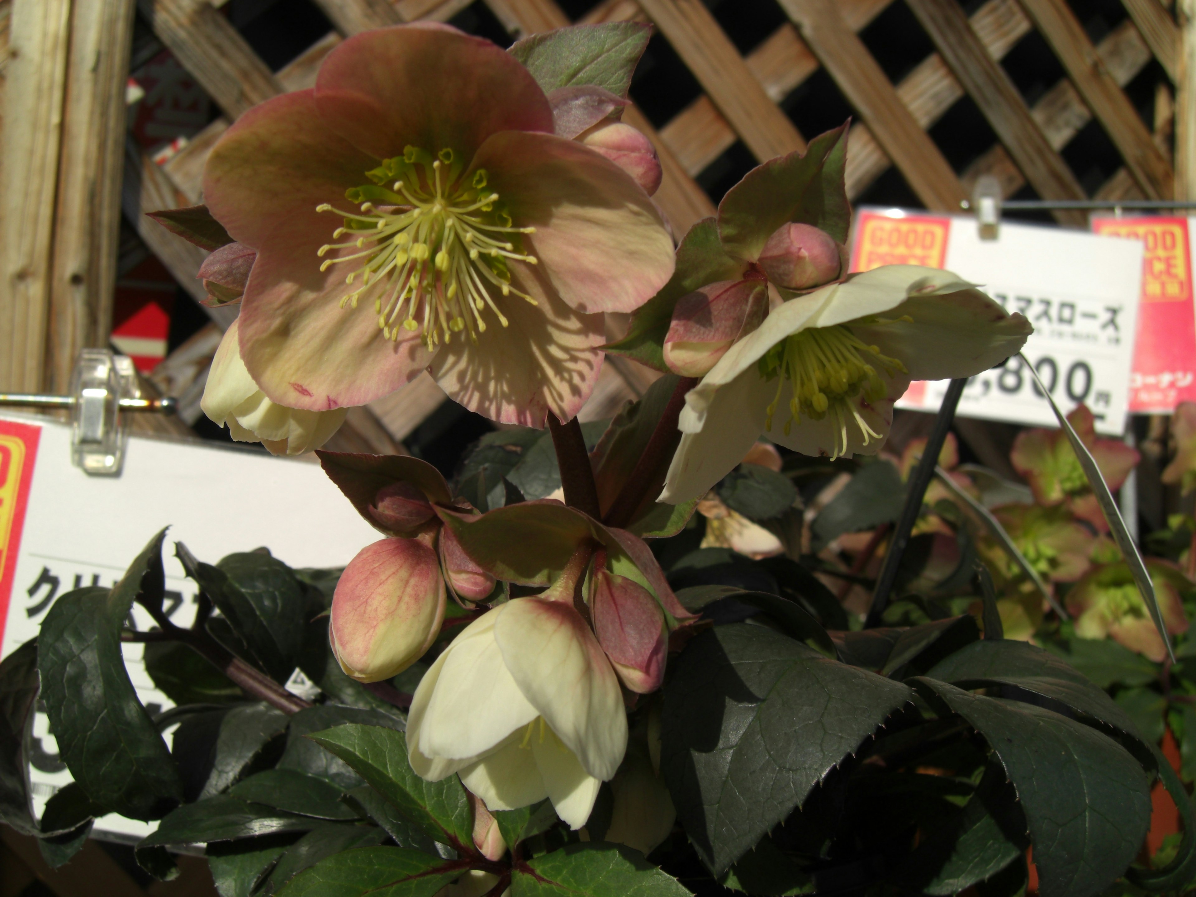 花が咲いているヘレボルスの植物とその周囲の葉