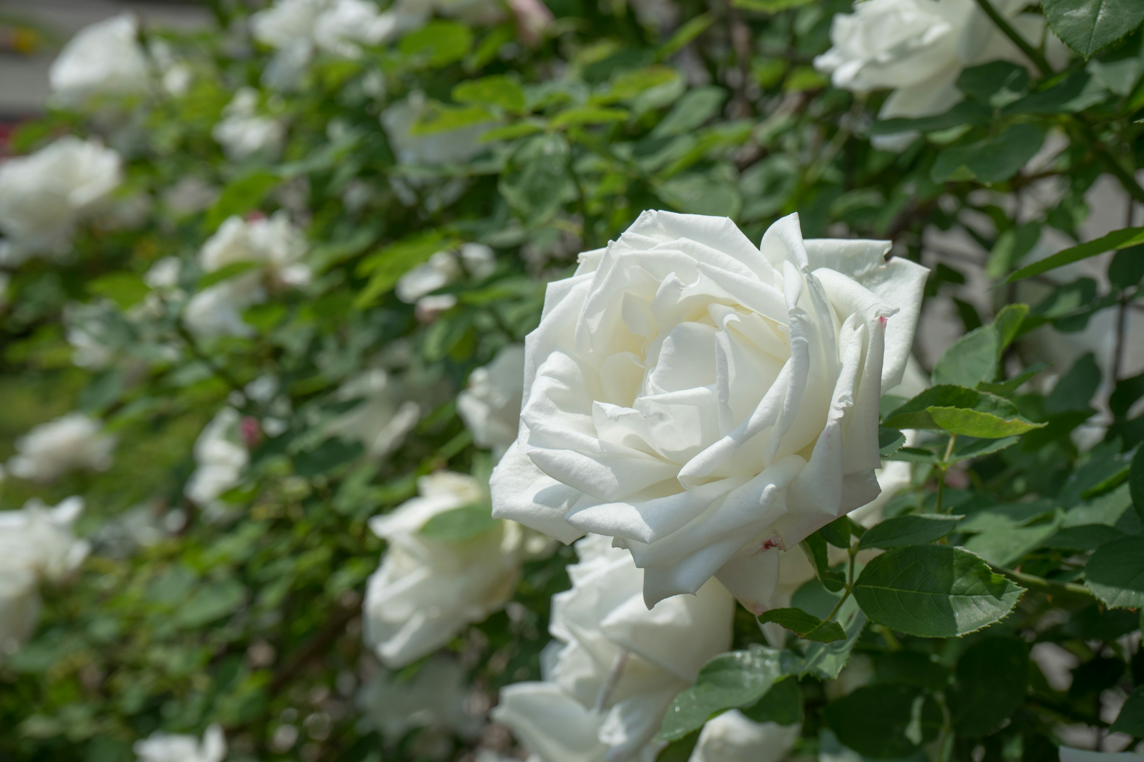 White roses blooming amidst lush green leaves