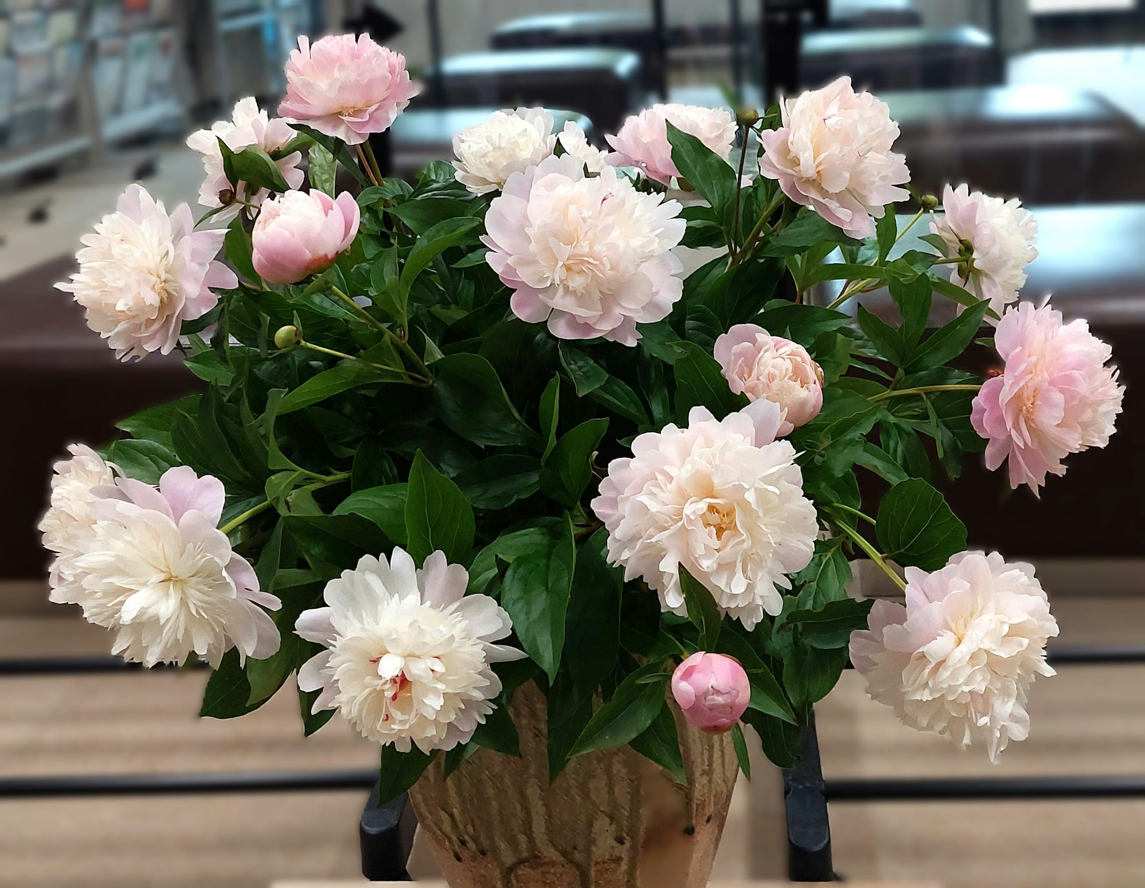 Un mazzo di peonie con petali bianchi e rosa chiaro che fioriscono magnificamente