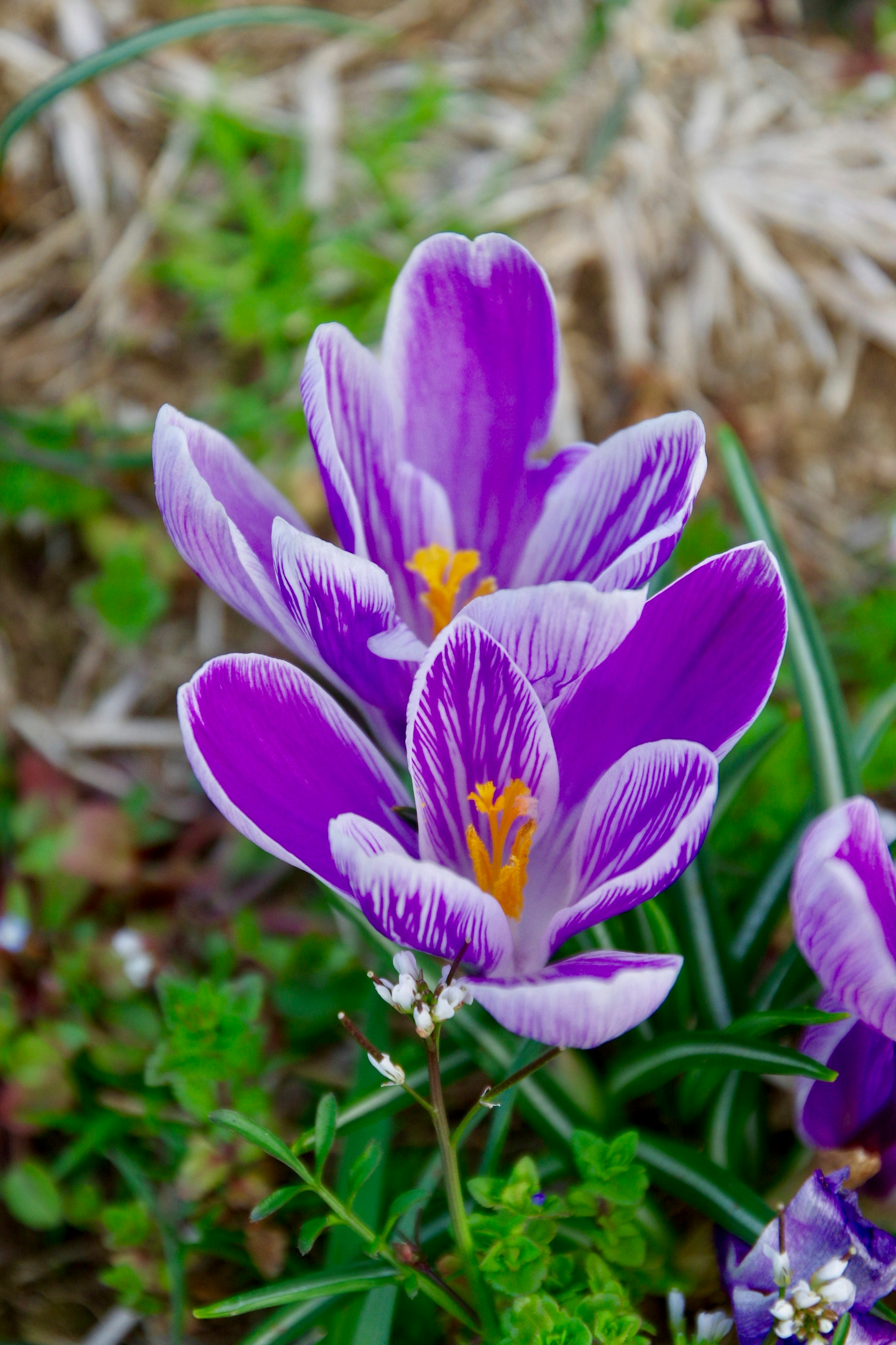 Fiori di croco viola in fiore con dettagli vivaci