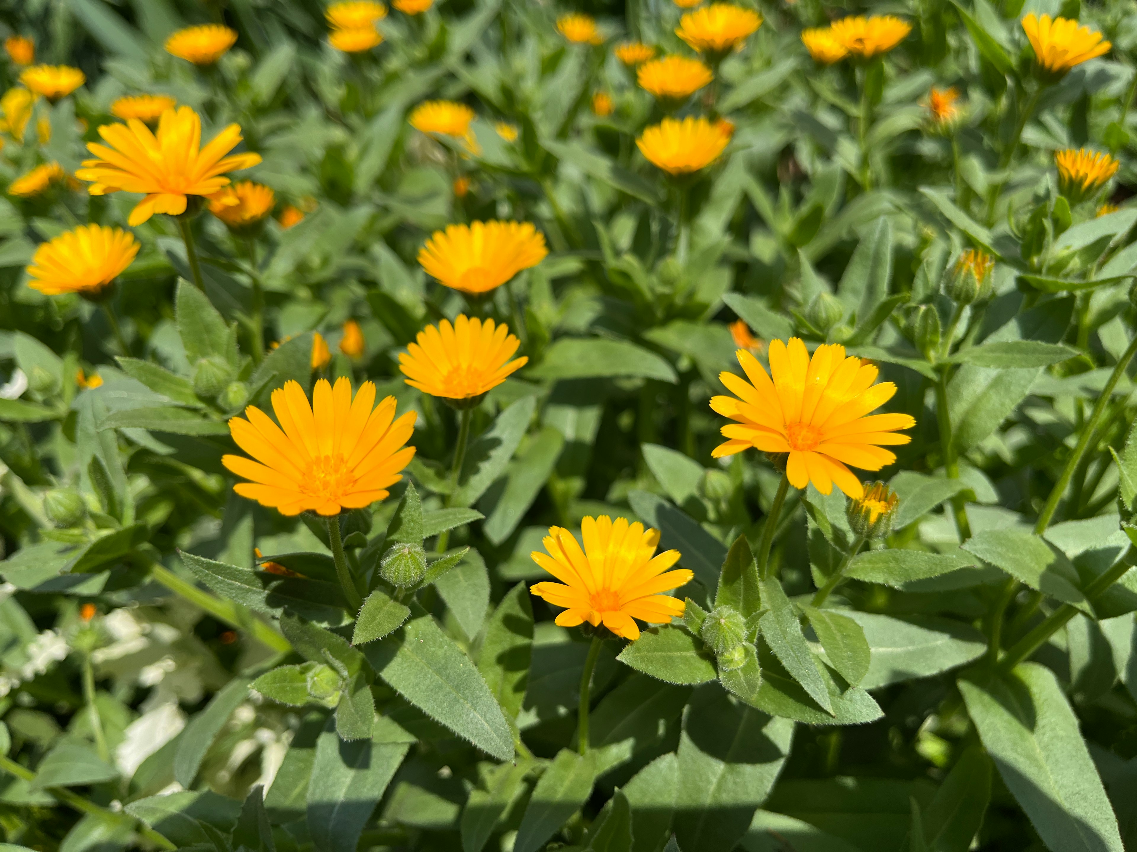 A vibrant display of yellow flowers surrounded by green leaves