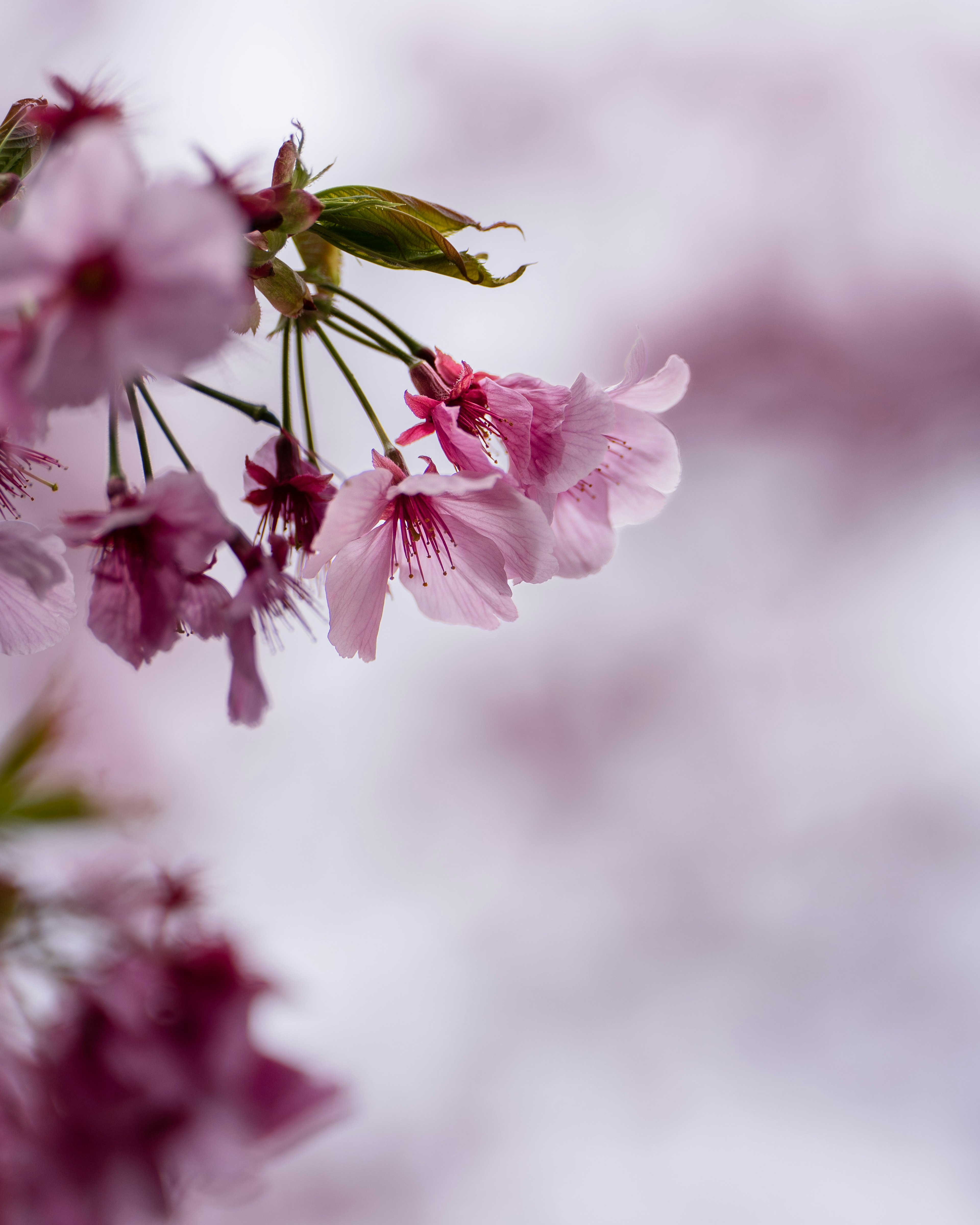 Primer plano de pétalos de flor de cerezo rosa delicados con un fondo borroso suave