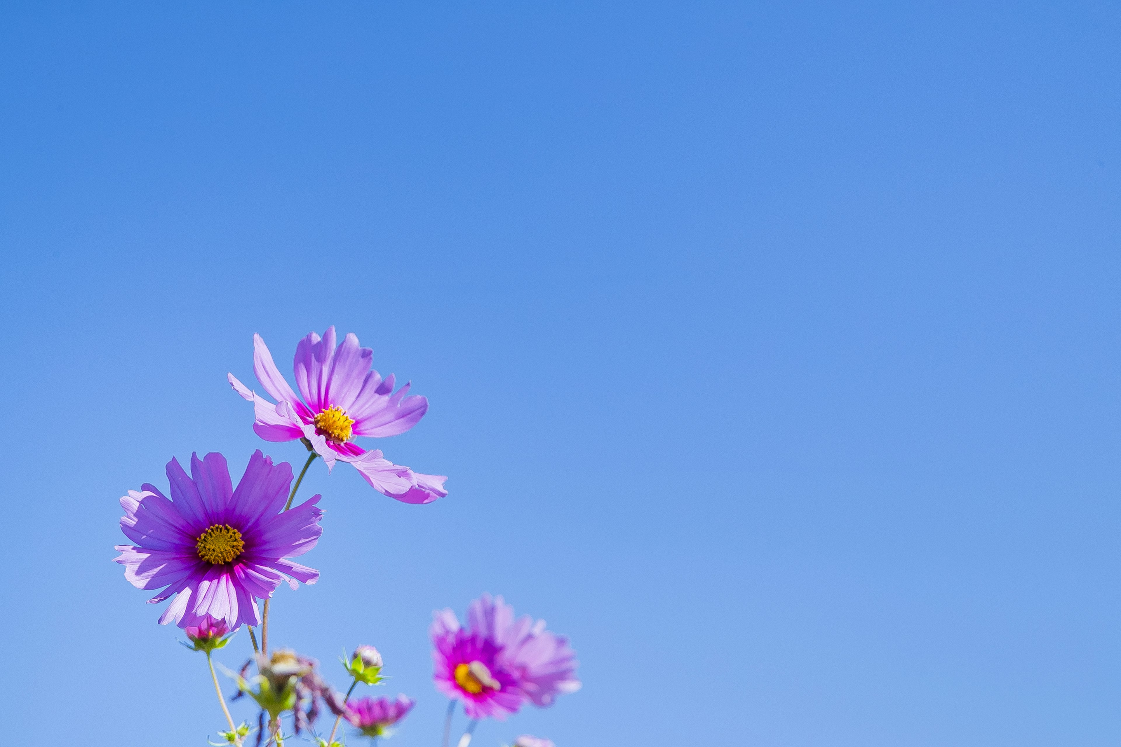 Rosa Blumen blühen unter einem klaren blauen Himmel