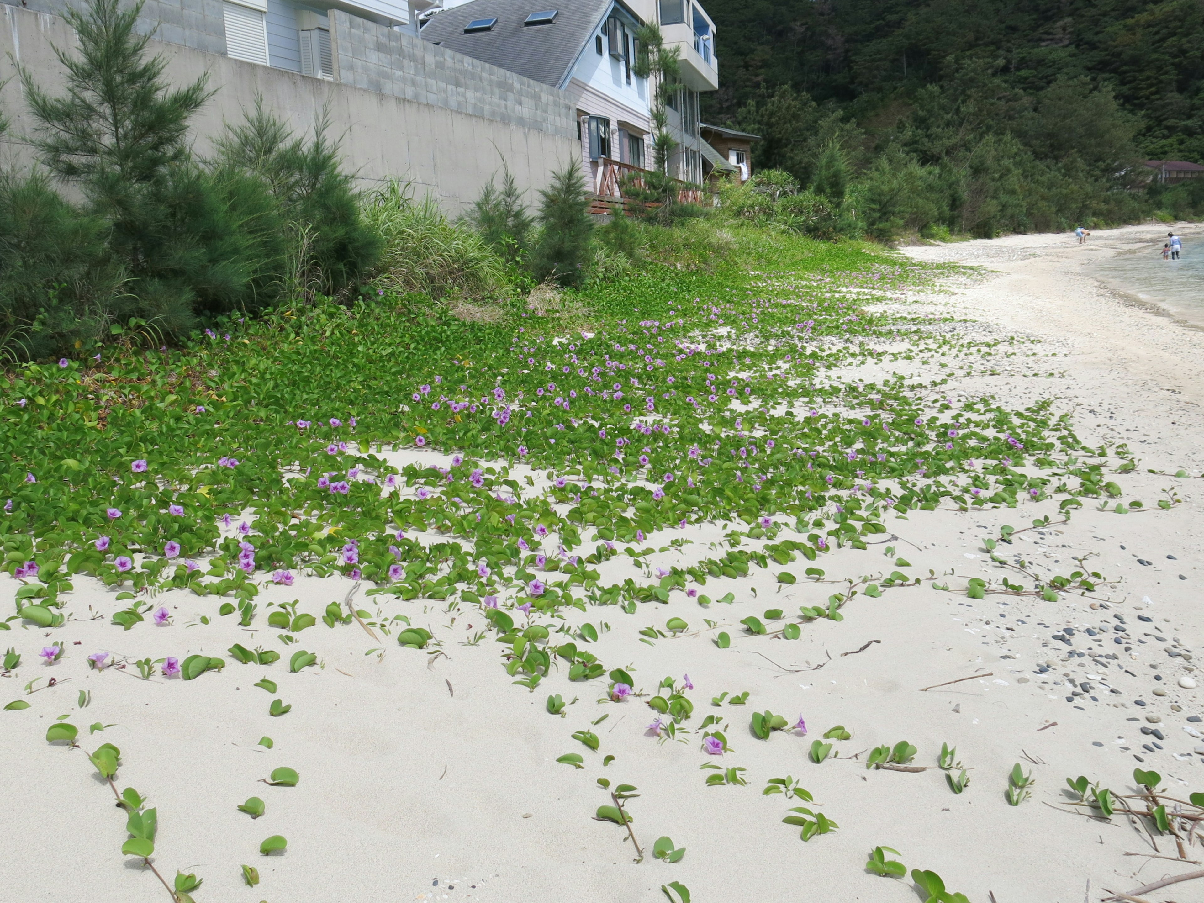 ใบเขียวและดอกม่วงบนชายหาดทรายพร้อมบ้านในพื้นหลัง