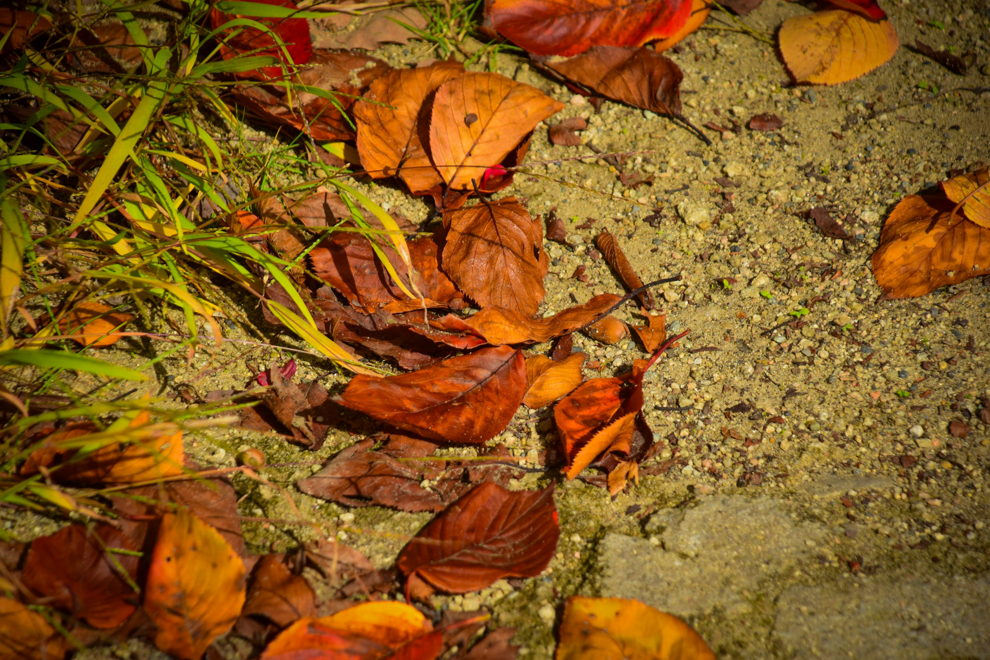 Bunte Herbstblätter, die auf dem Boden verstreut sind