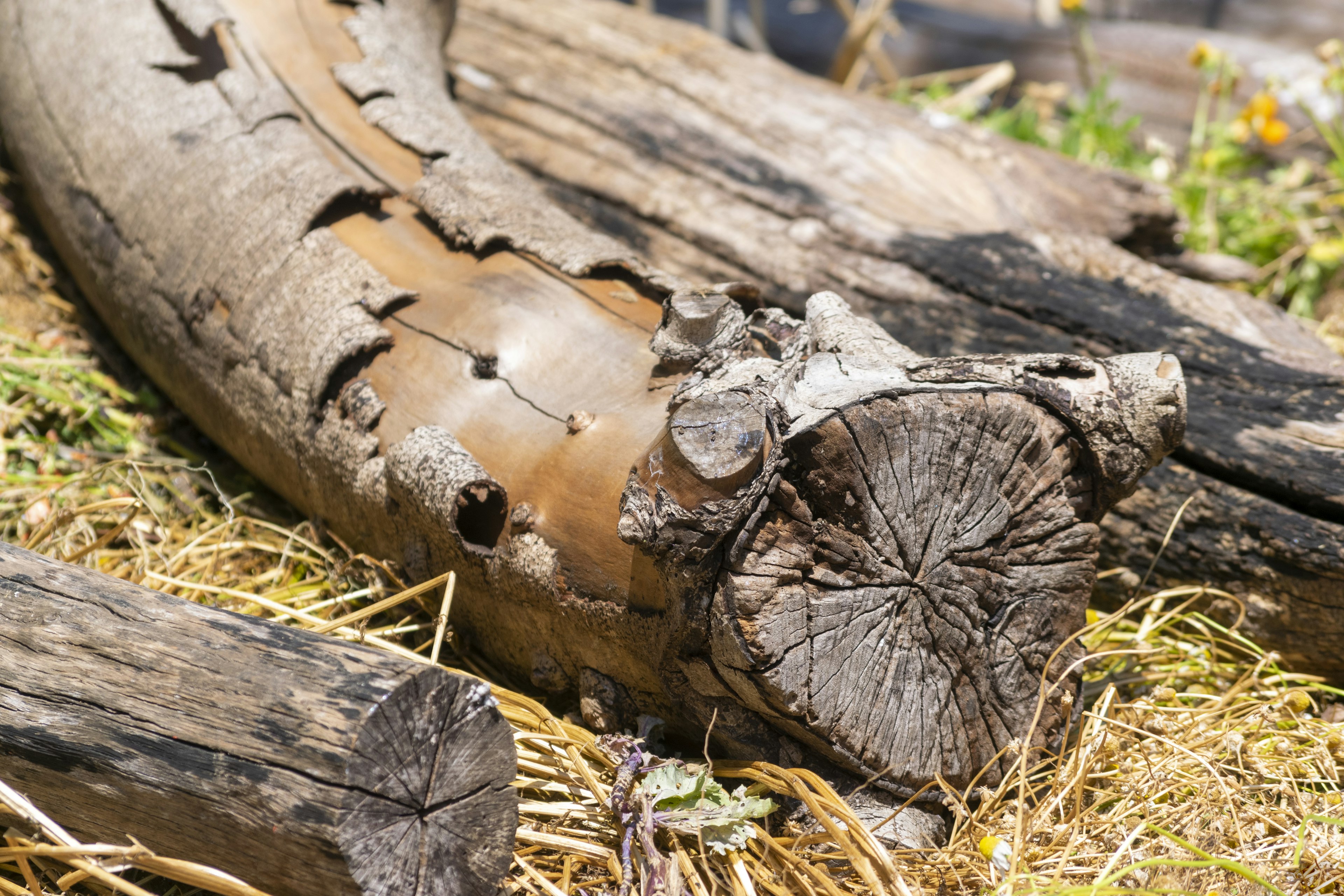 Detailed view of a wooden log with visible bark and growth rings