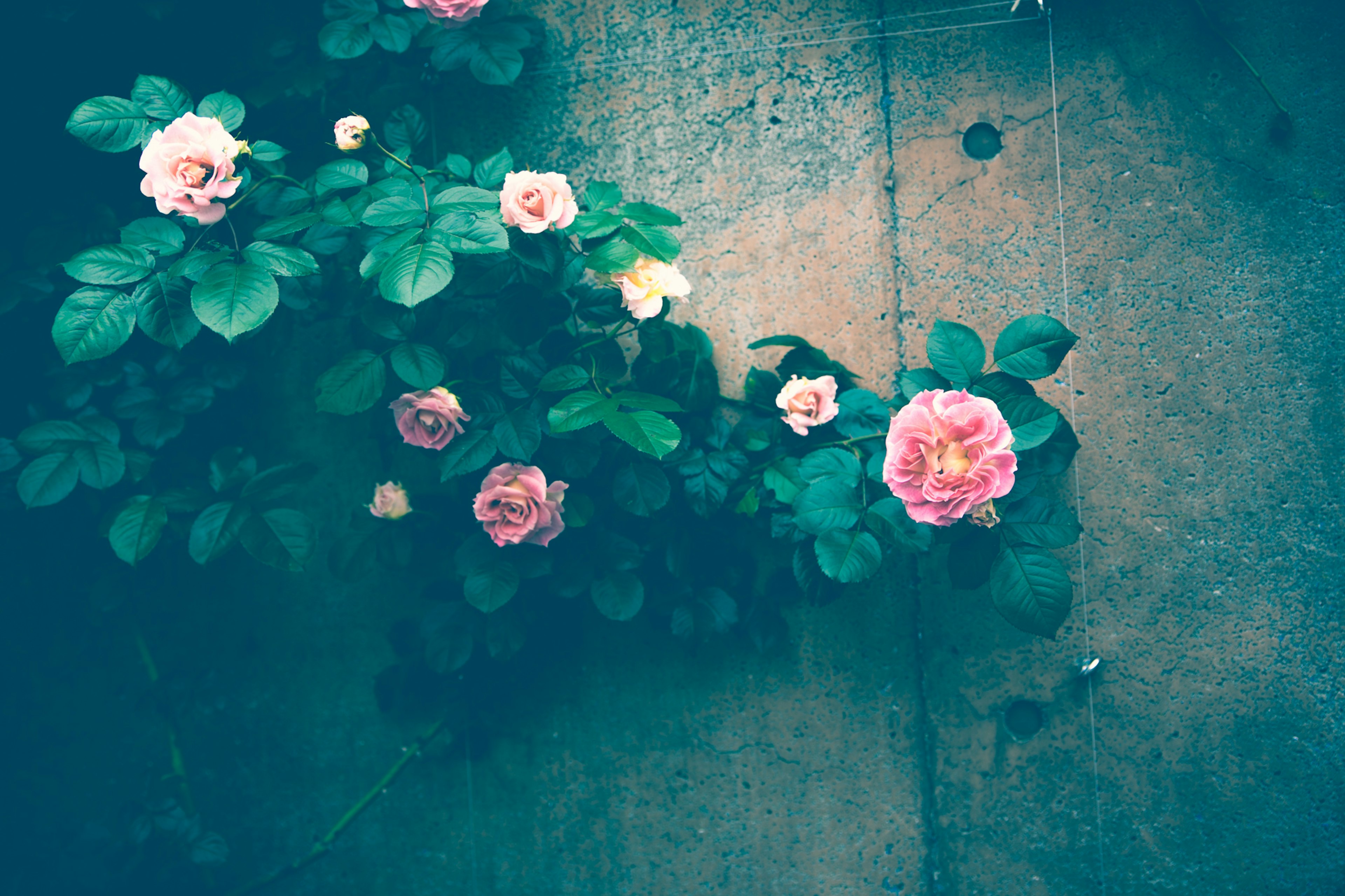 Pink roses blooming against a blue wall