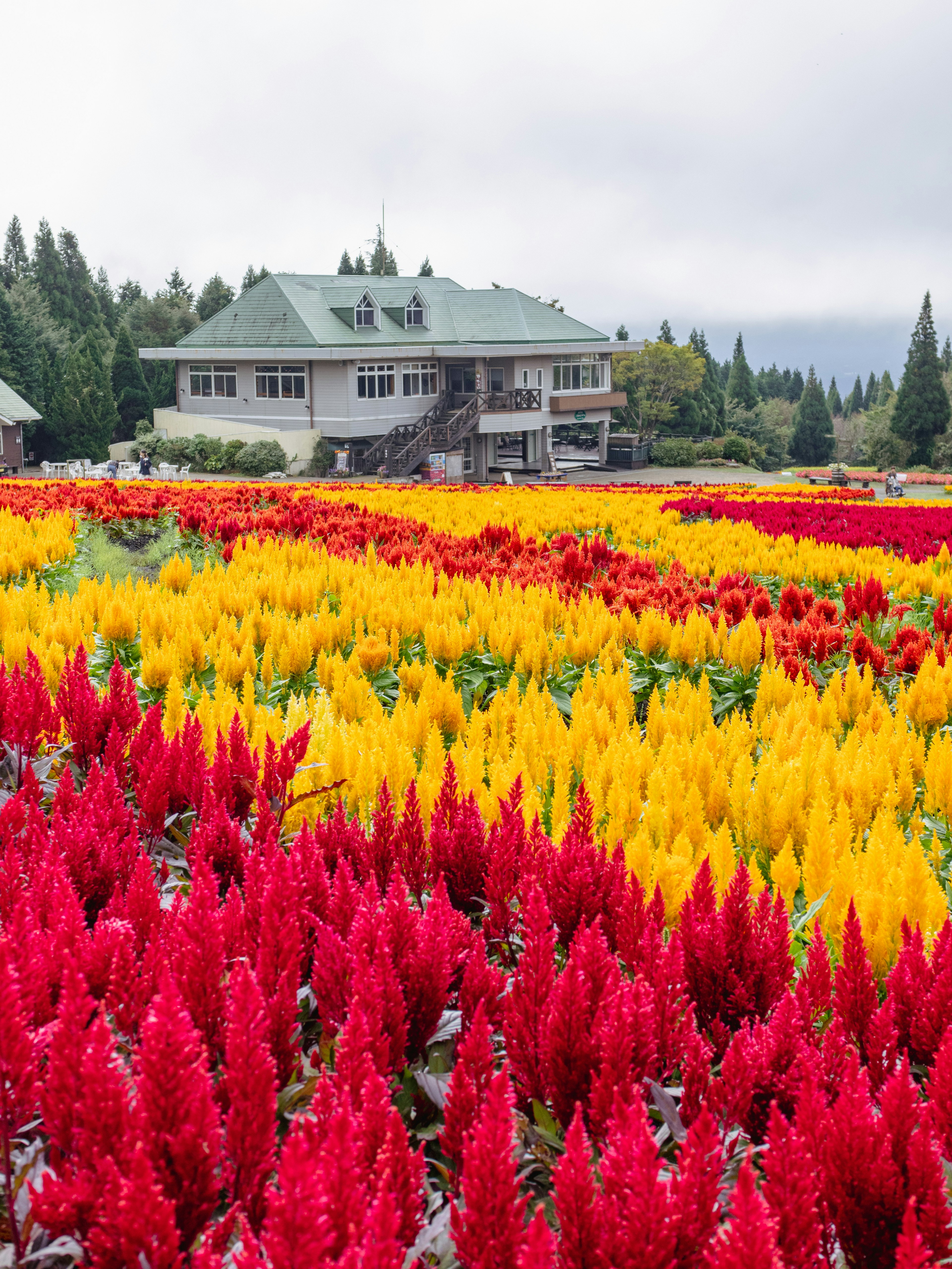 Vibrant flower fields with red yellow blooms and a house in the background