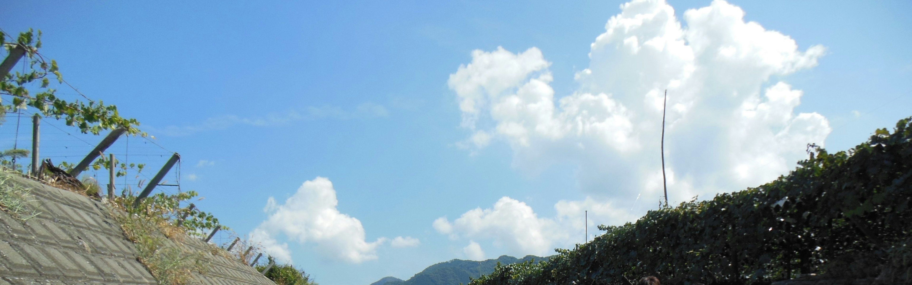 Landschaft mit blauem Himmel und weißen Wolken mit sichtbaren Pflanzen und geneigtem Boden