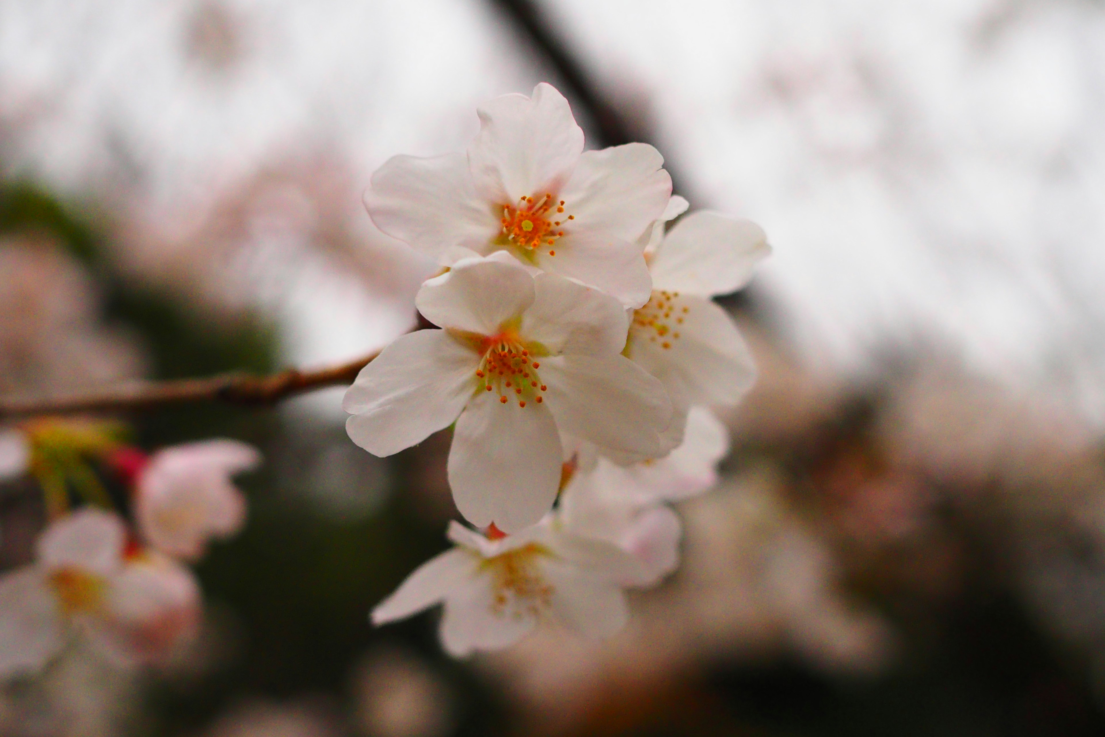 Hermosa imagen de flores de cerezo en flor