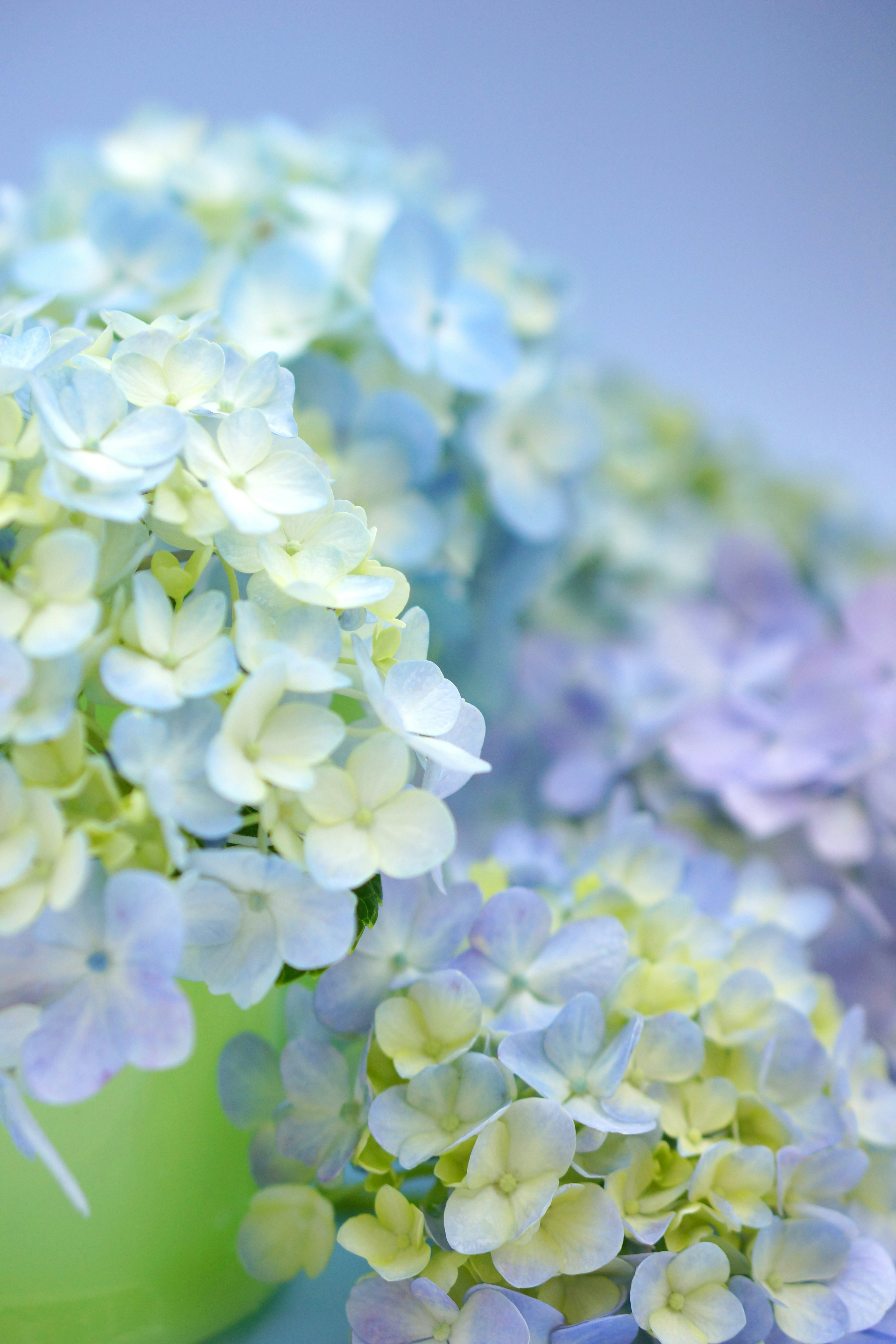 Hydrangea flowers in shades of blue and yellow