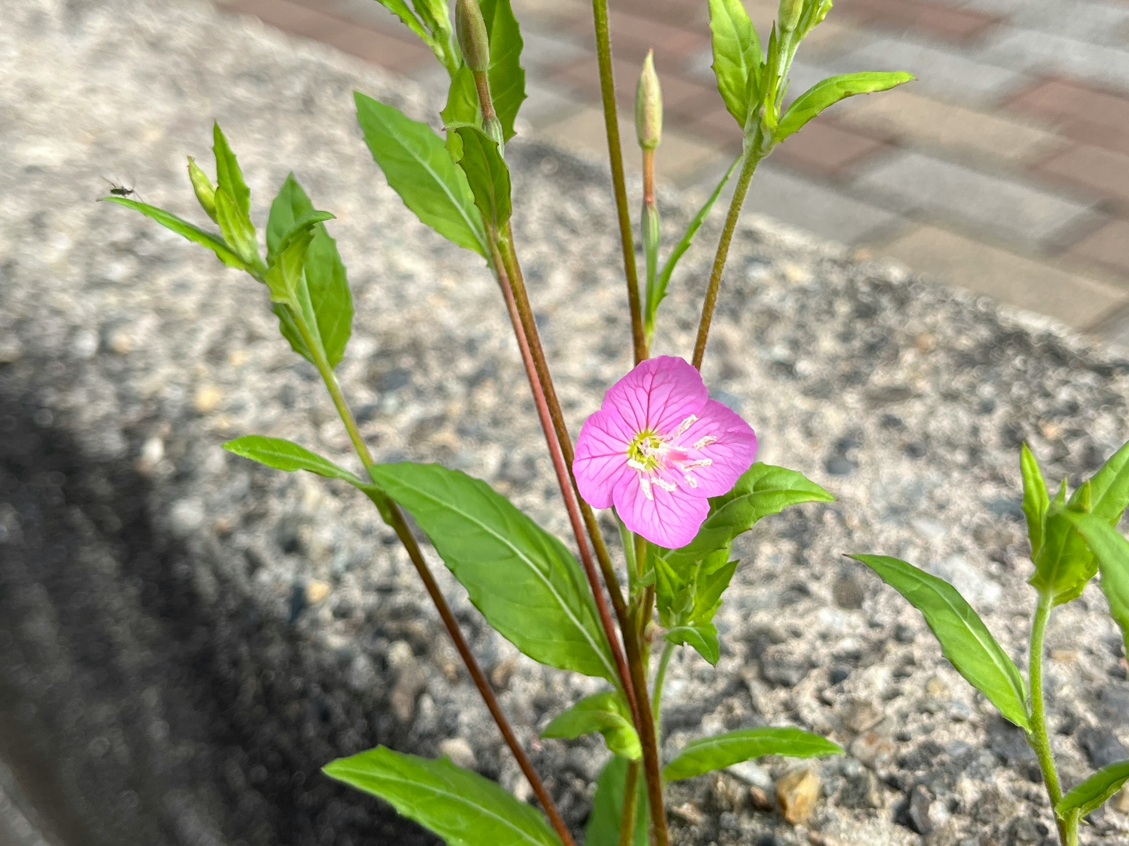 A small pink flower with green leaves growing through a concrete gap