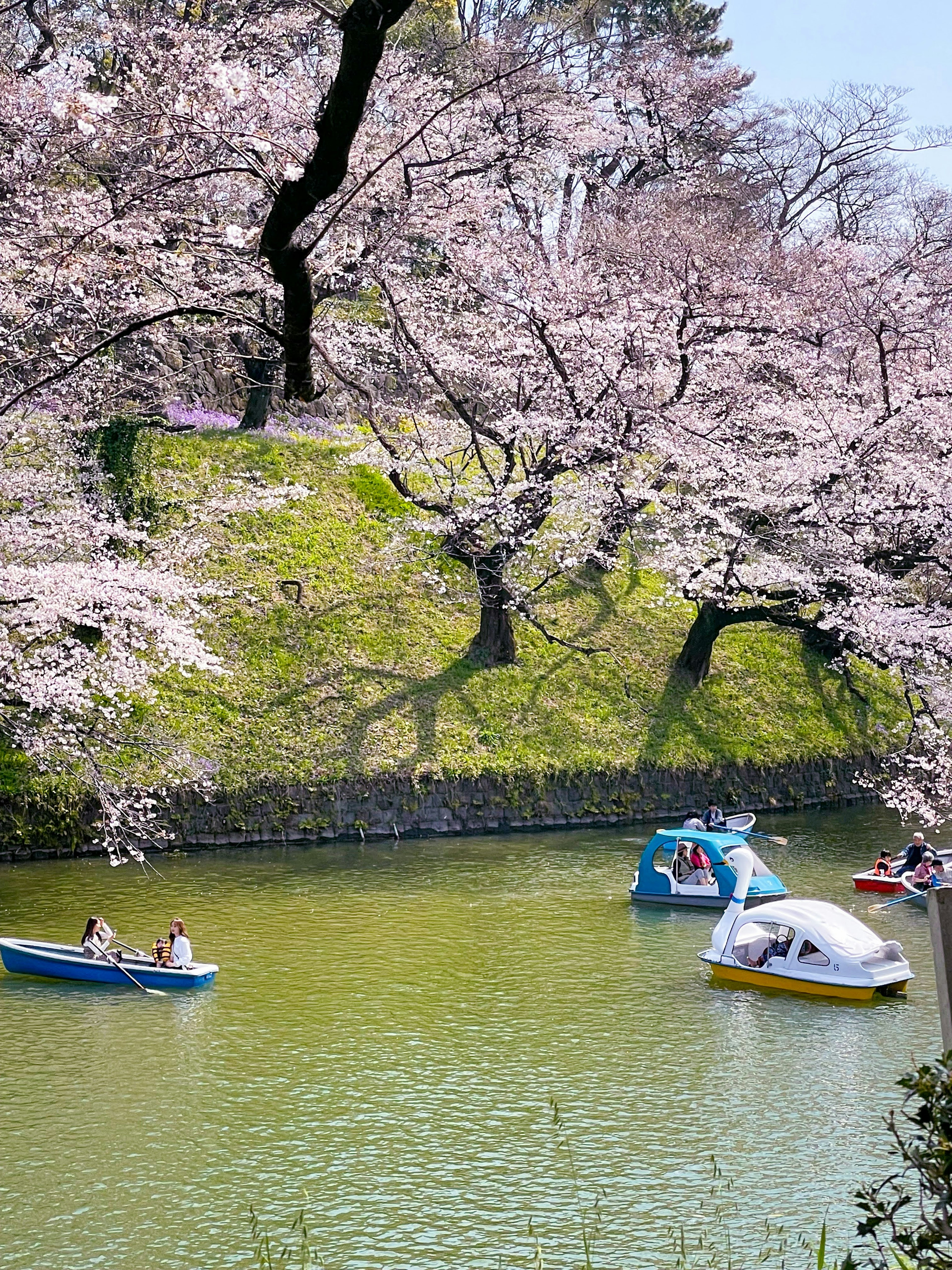 桜の木の下でボートが浮かぶ緑の池の風景