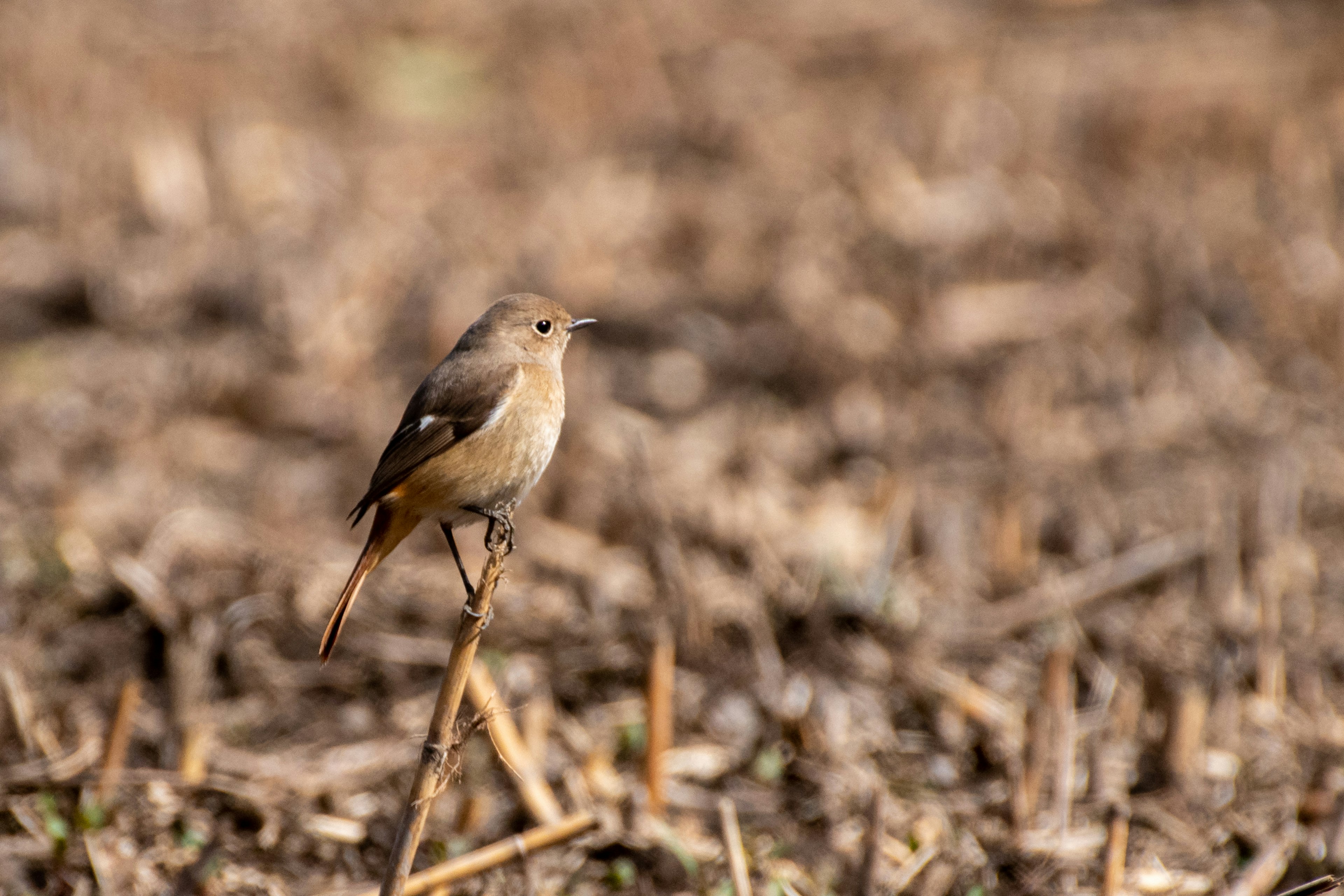 A small bird standing on the ground among dried leaves