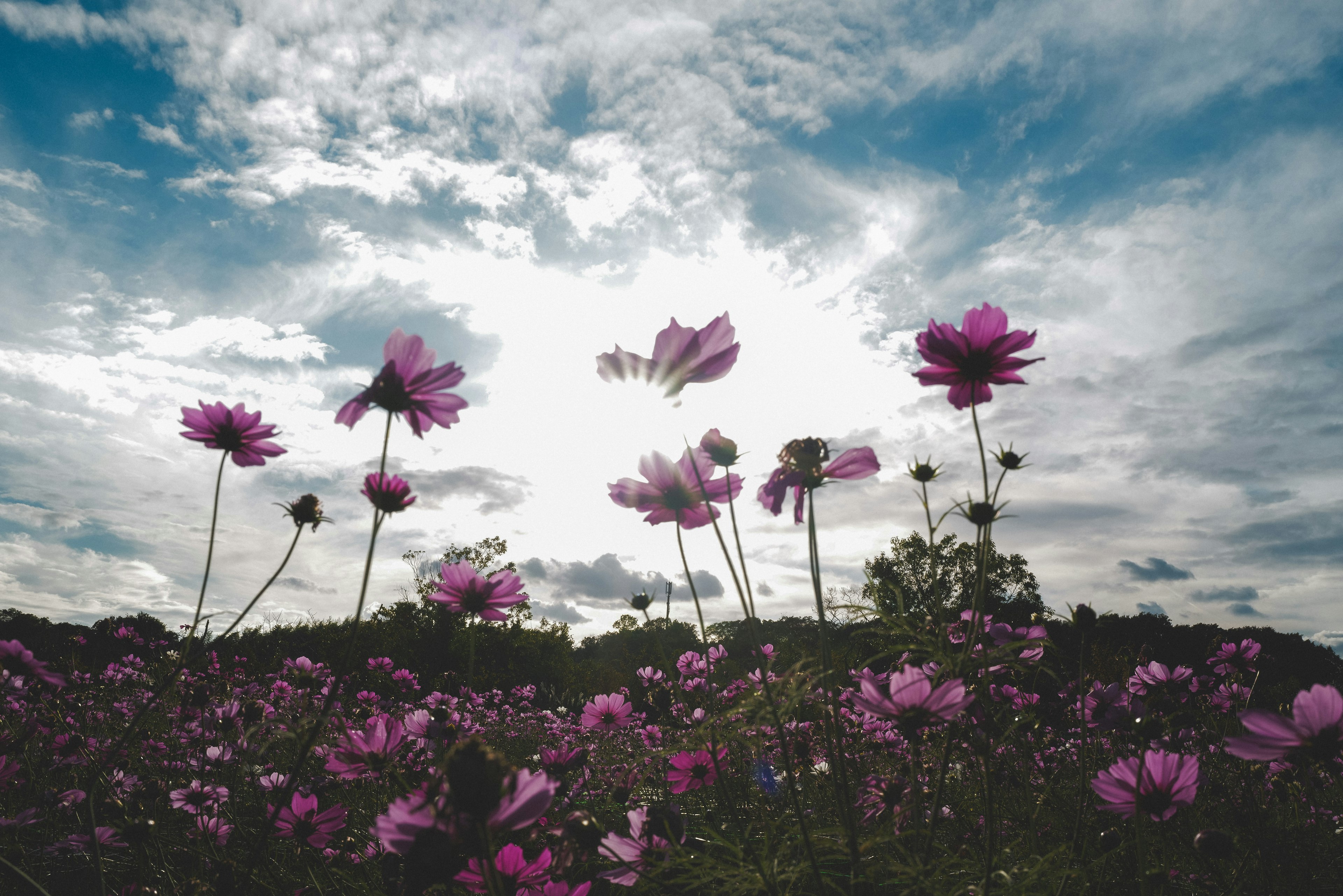 Campo de flores rosas contra un cielo nublado