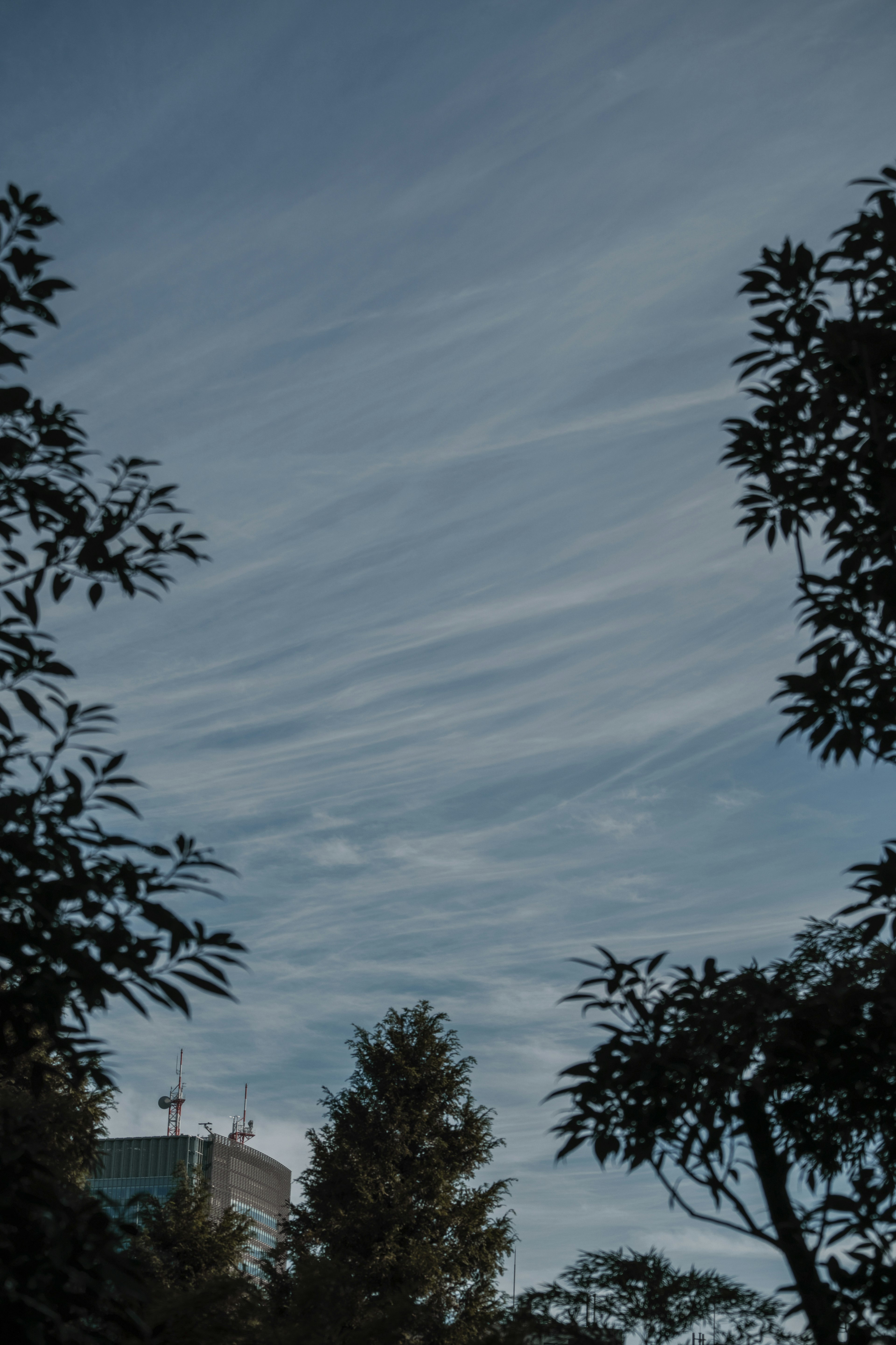 Blauer Himmel mit dünnen Wolken, umrahmt von Baum-Silhouetten