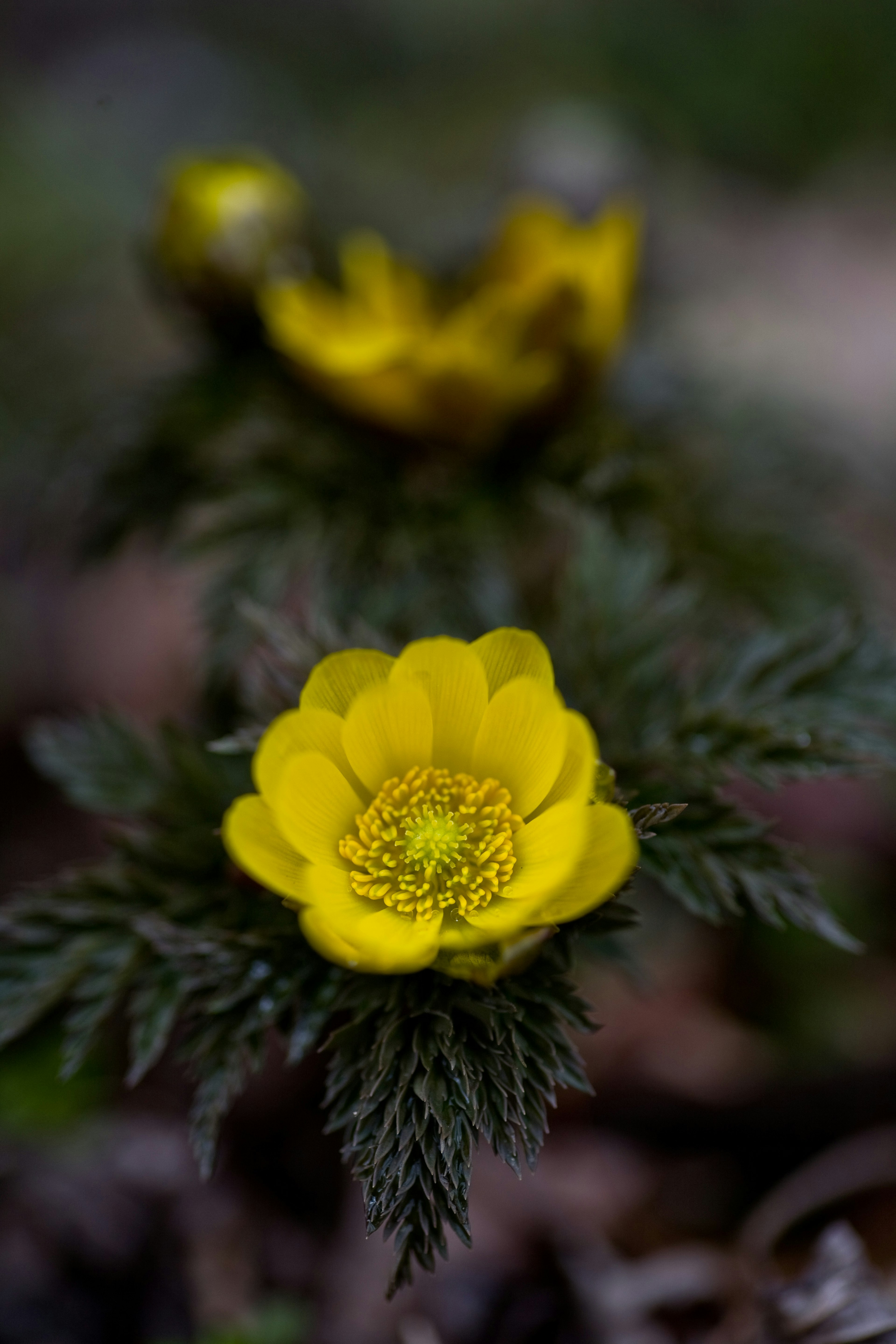 Fleur jaune en fleurs avec des feuilles vertes en arrière-plan