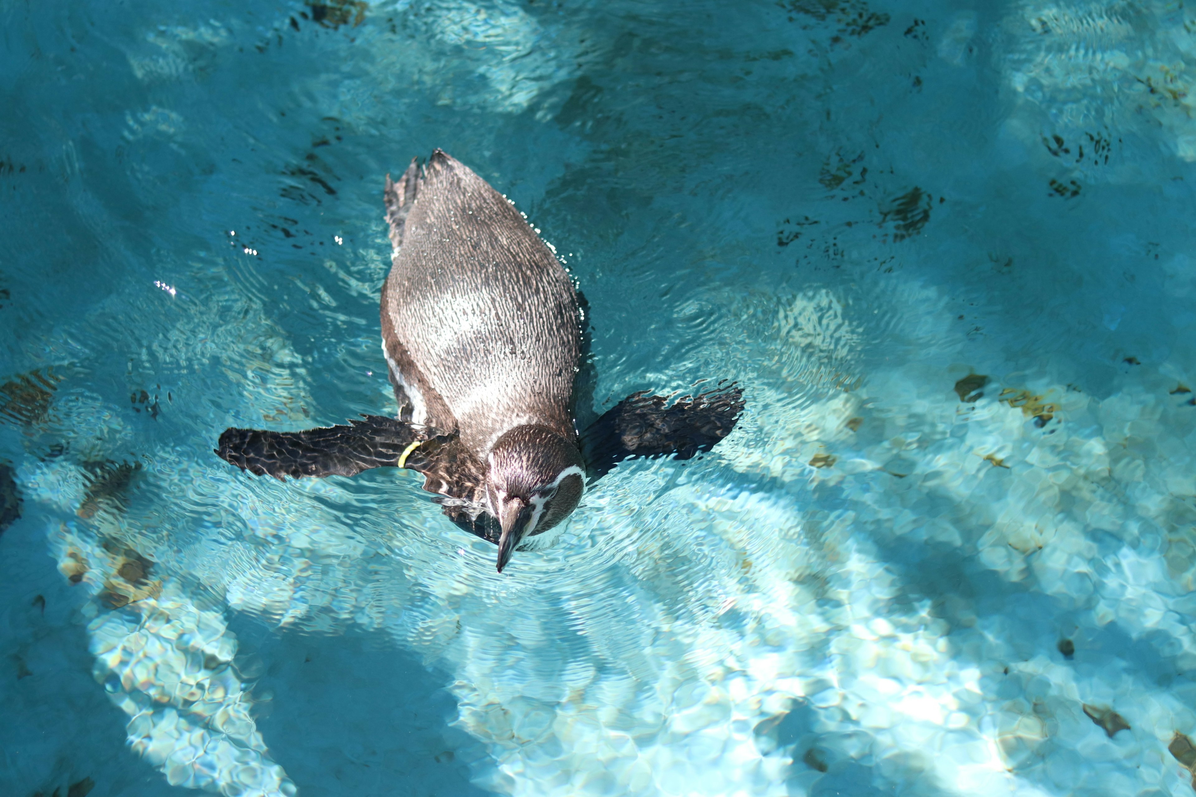 A penguin swimming in clear blue water from an overhead view