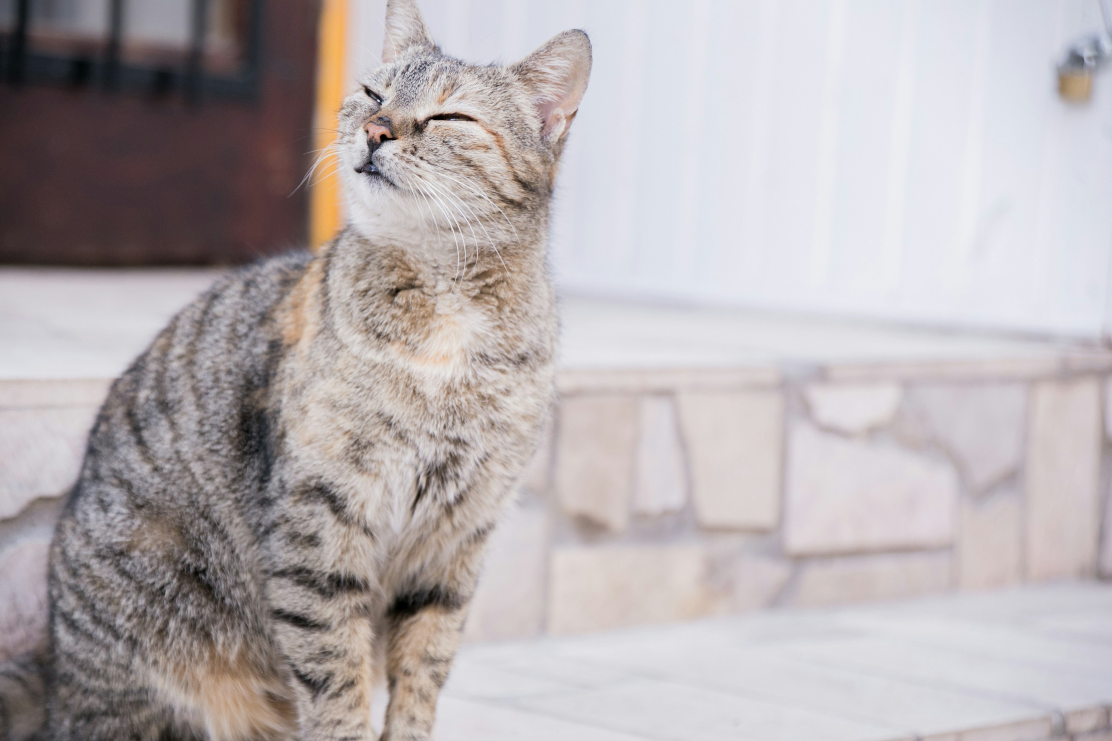 階段に座っている茶色の縞模様の猫が上を見上げている