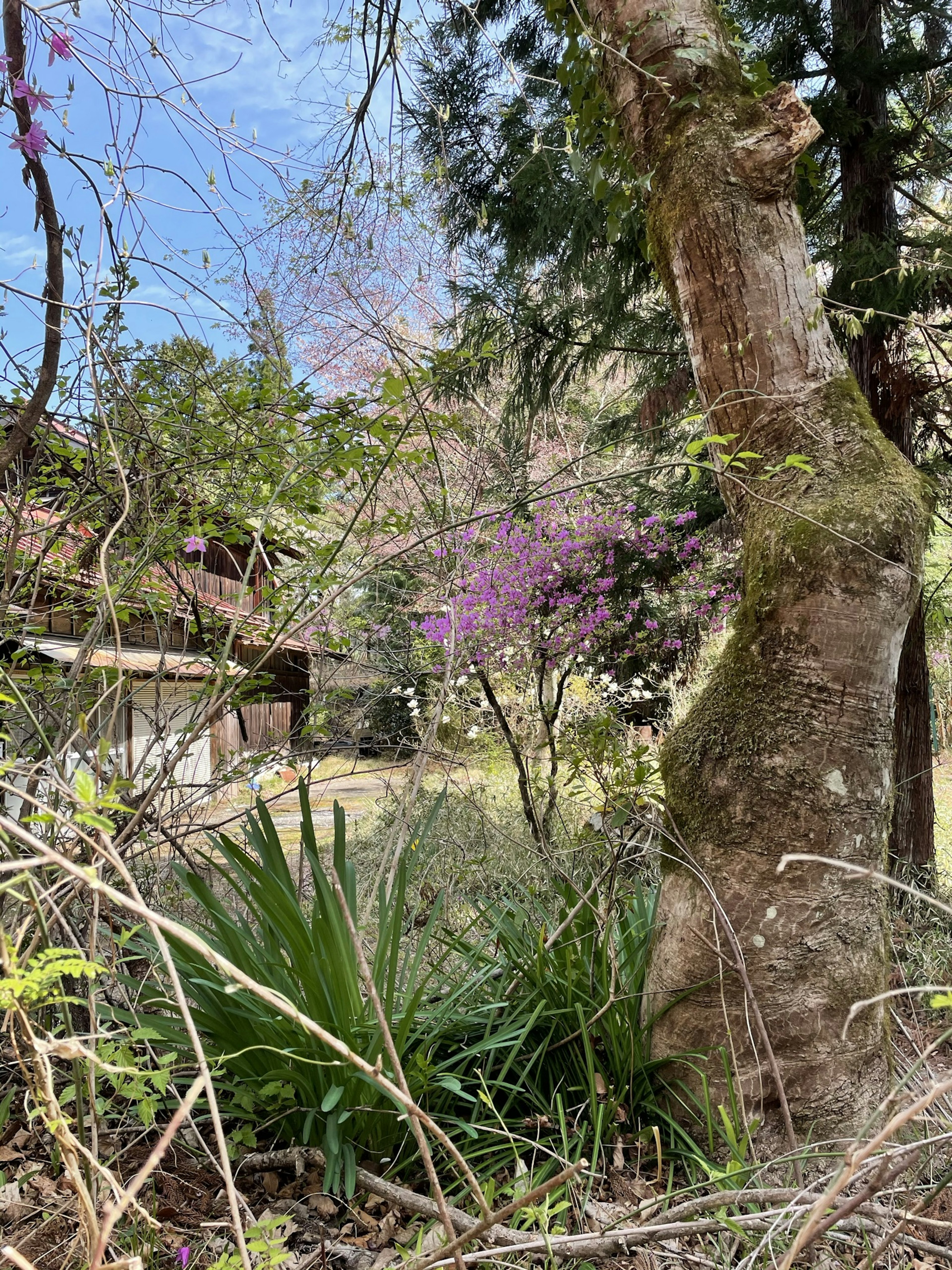 Un paysage luxuriant avec un arbre aux fleurs violettes et de la verdure environnante