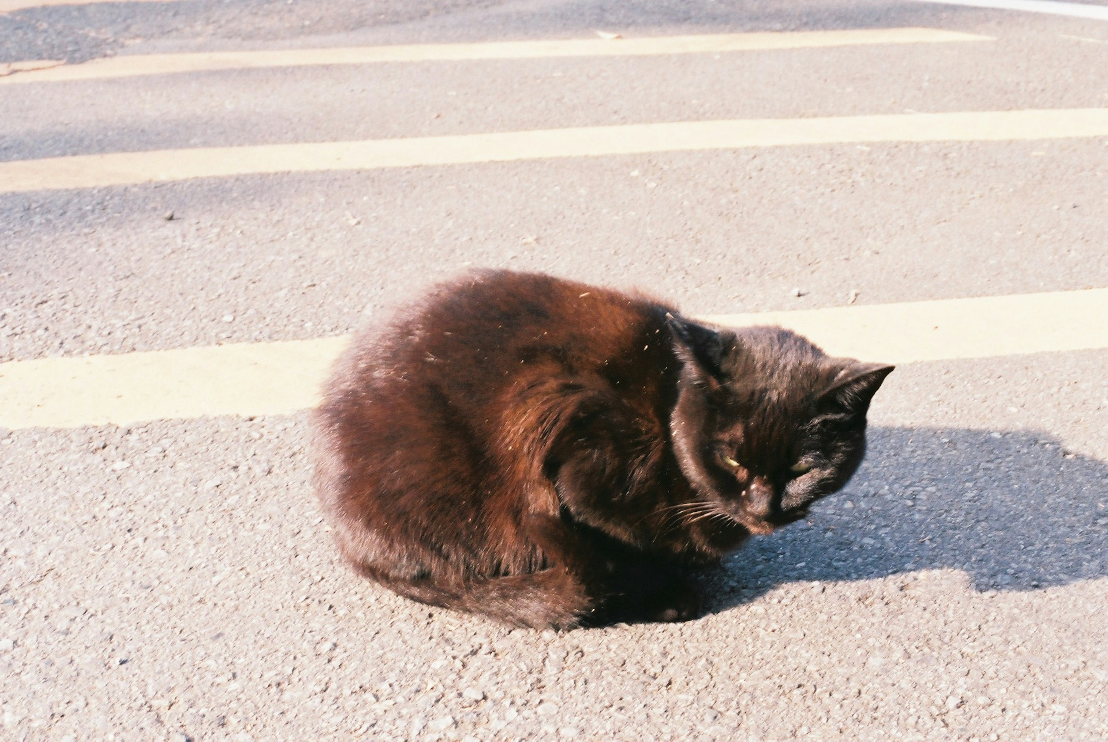 A black cat curled up resting on a street with yellow lines