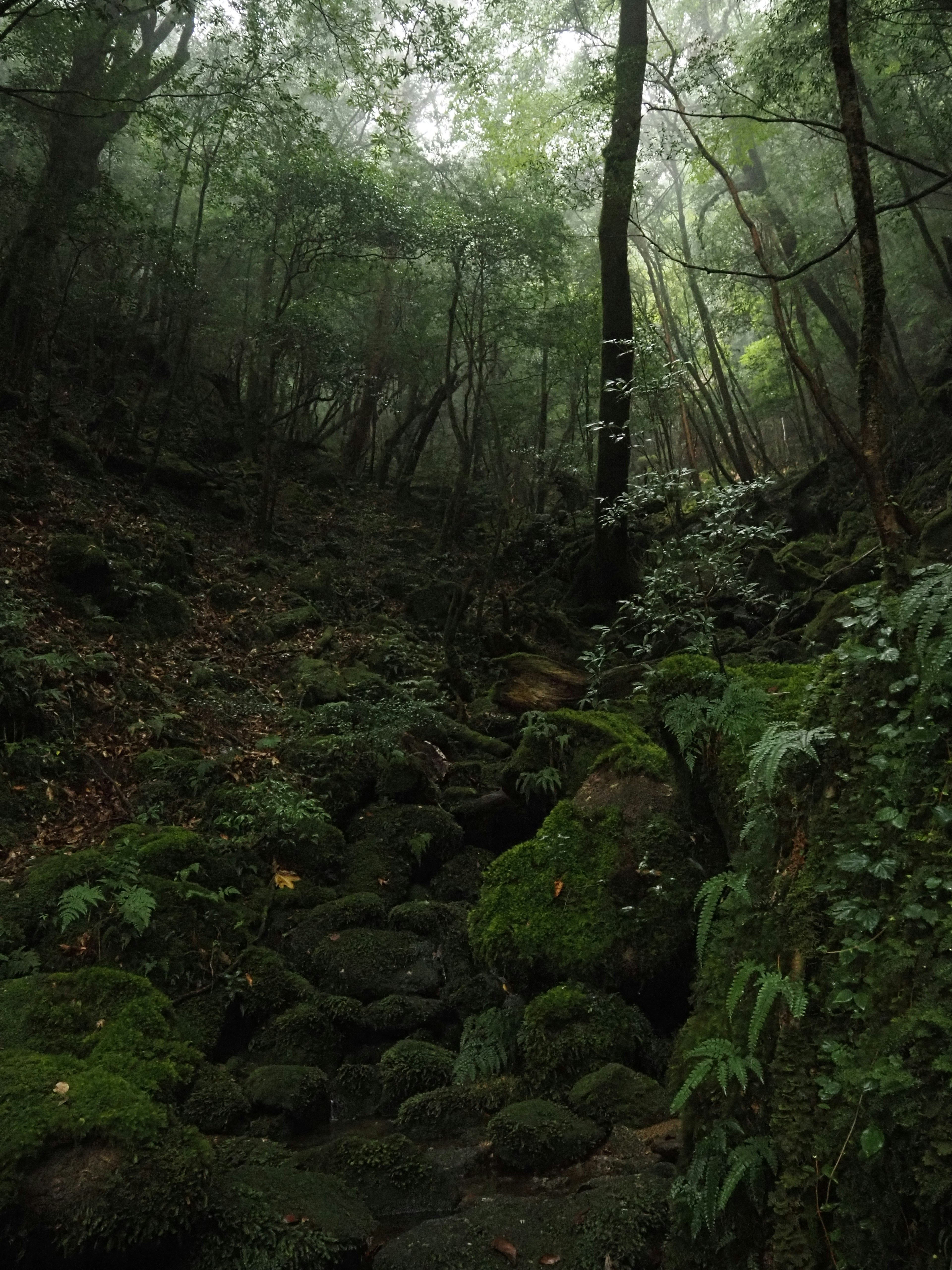 A lush forest scene featuring misty trees and moss-covered rocks