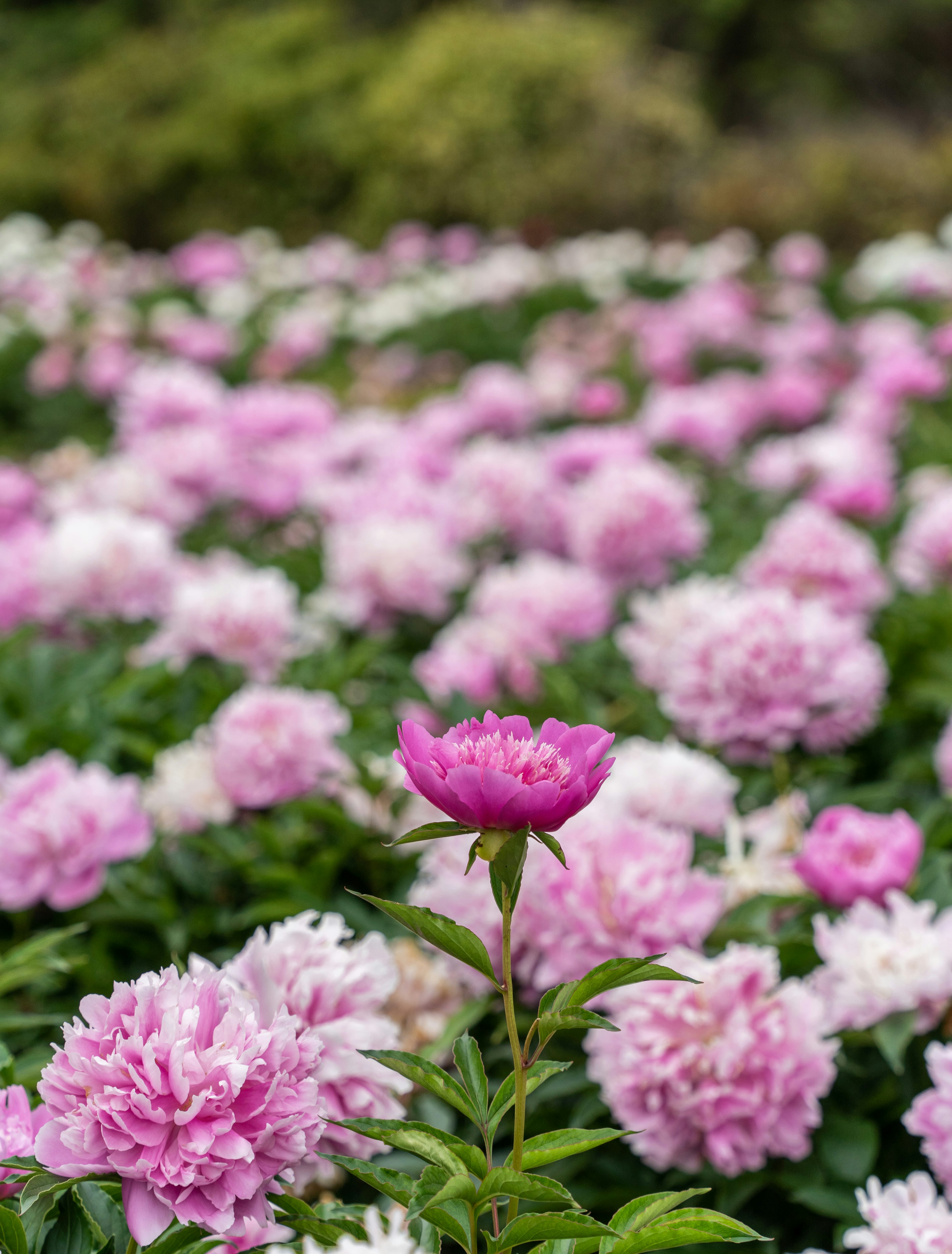 Ein lebendiges Feld von rosa Pfingstrosen mit einer herausragenden Blüte im Vordergrund