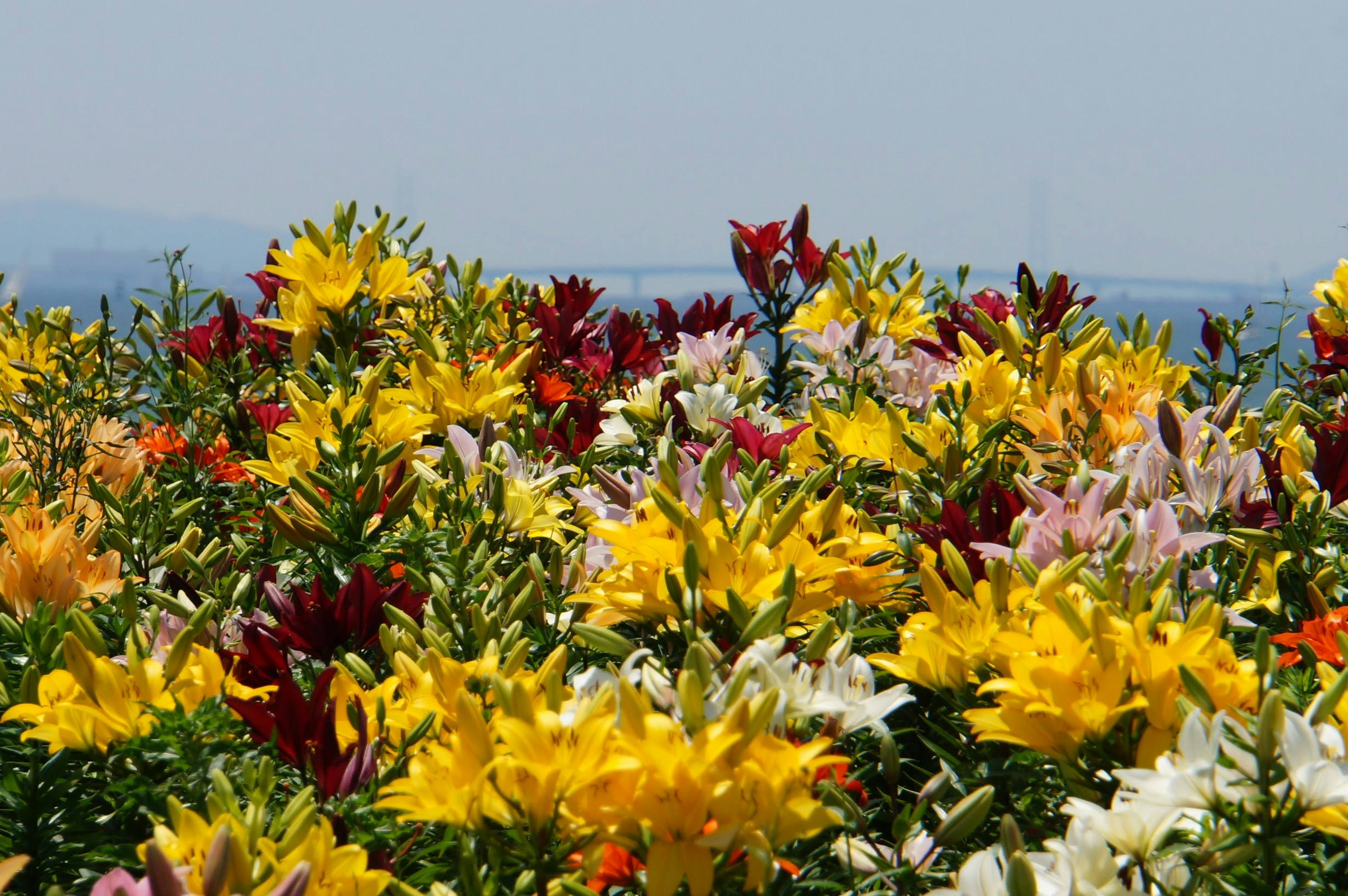 Des lys vibrants de différentes couleurs fleurissant dans un champ