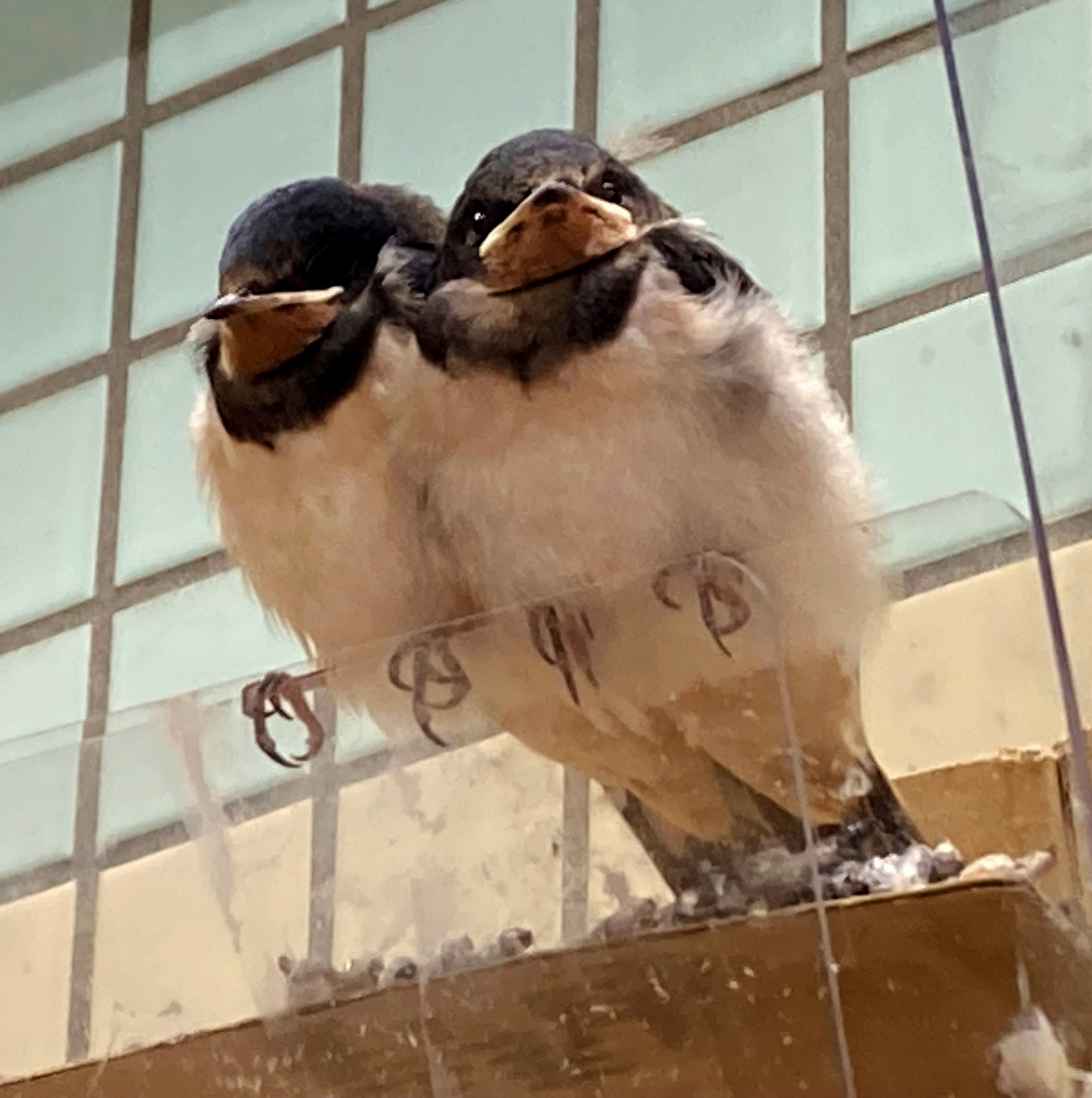 Dos pajaritos bebés posados juntos