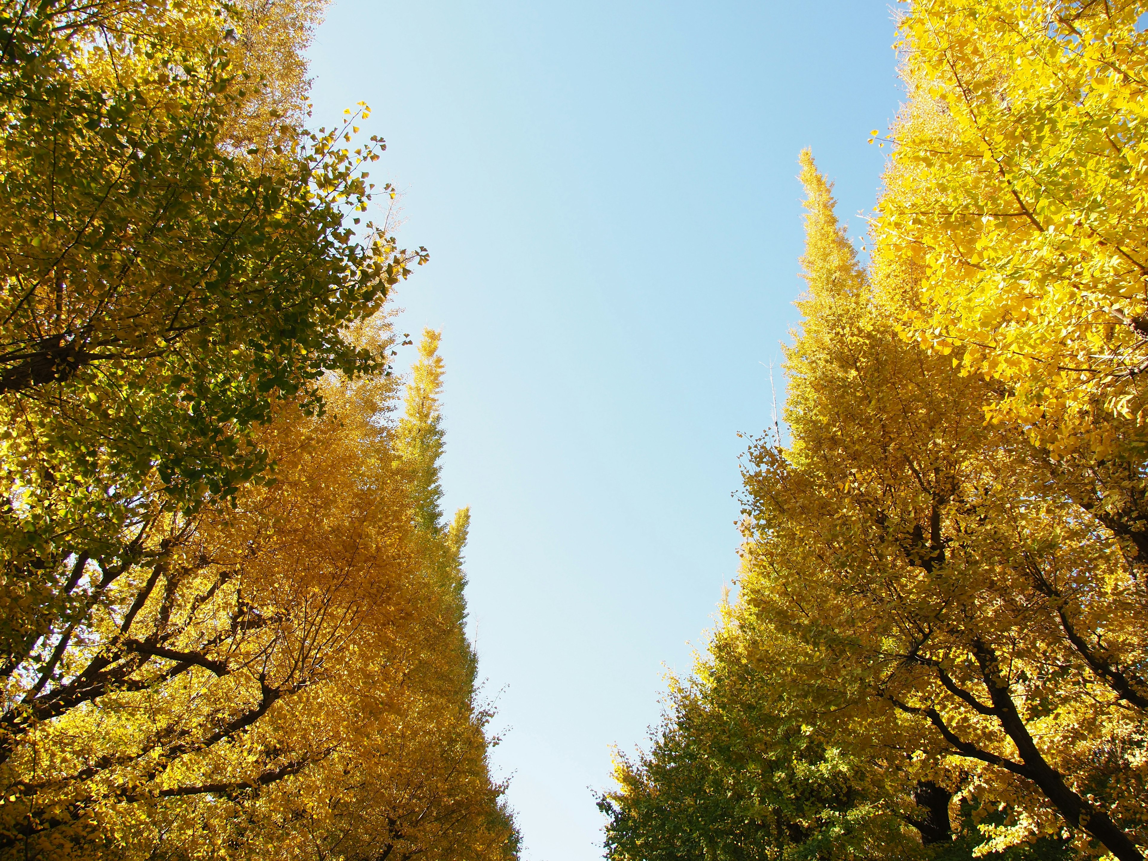 Schöne Aussicht auf gelbe Ginkgobäume unter einem blauen Himmel