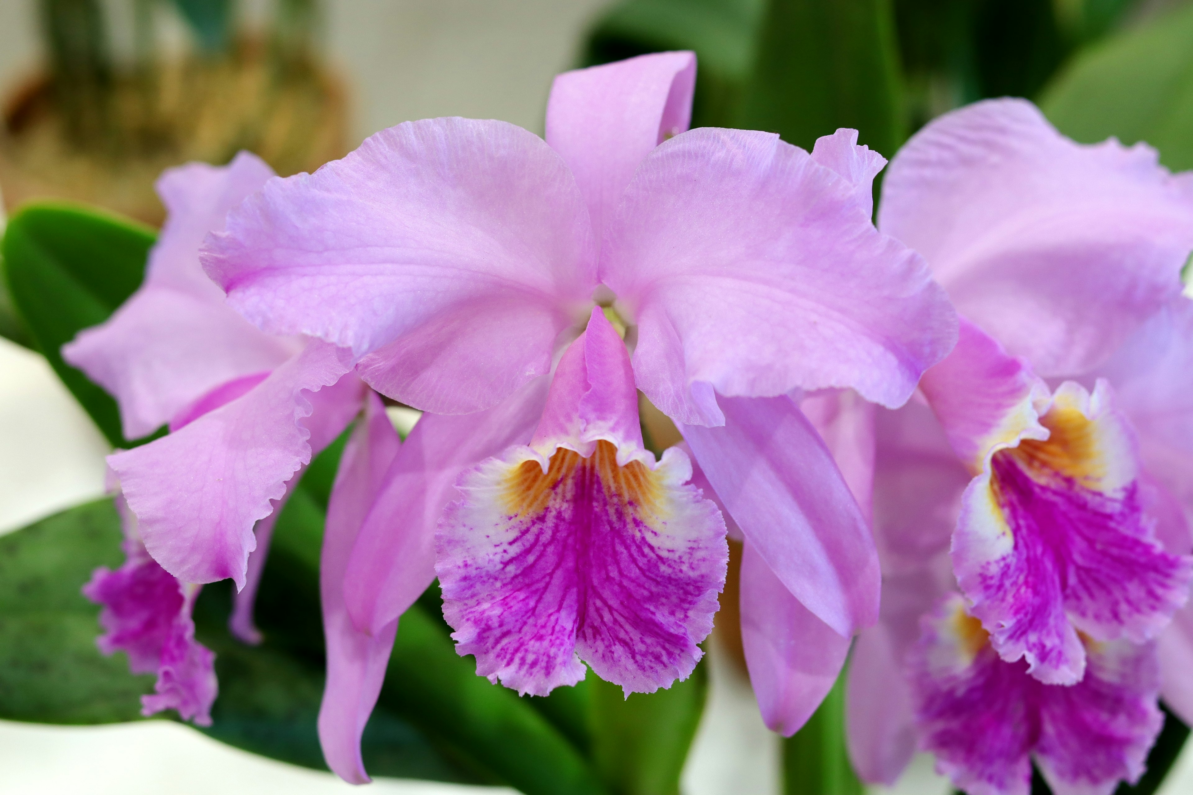 Lebendige rosa Cattleya-Orchideen mit komplizierten Blütenblattdetails