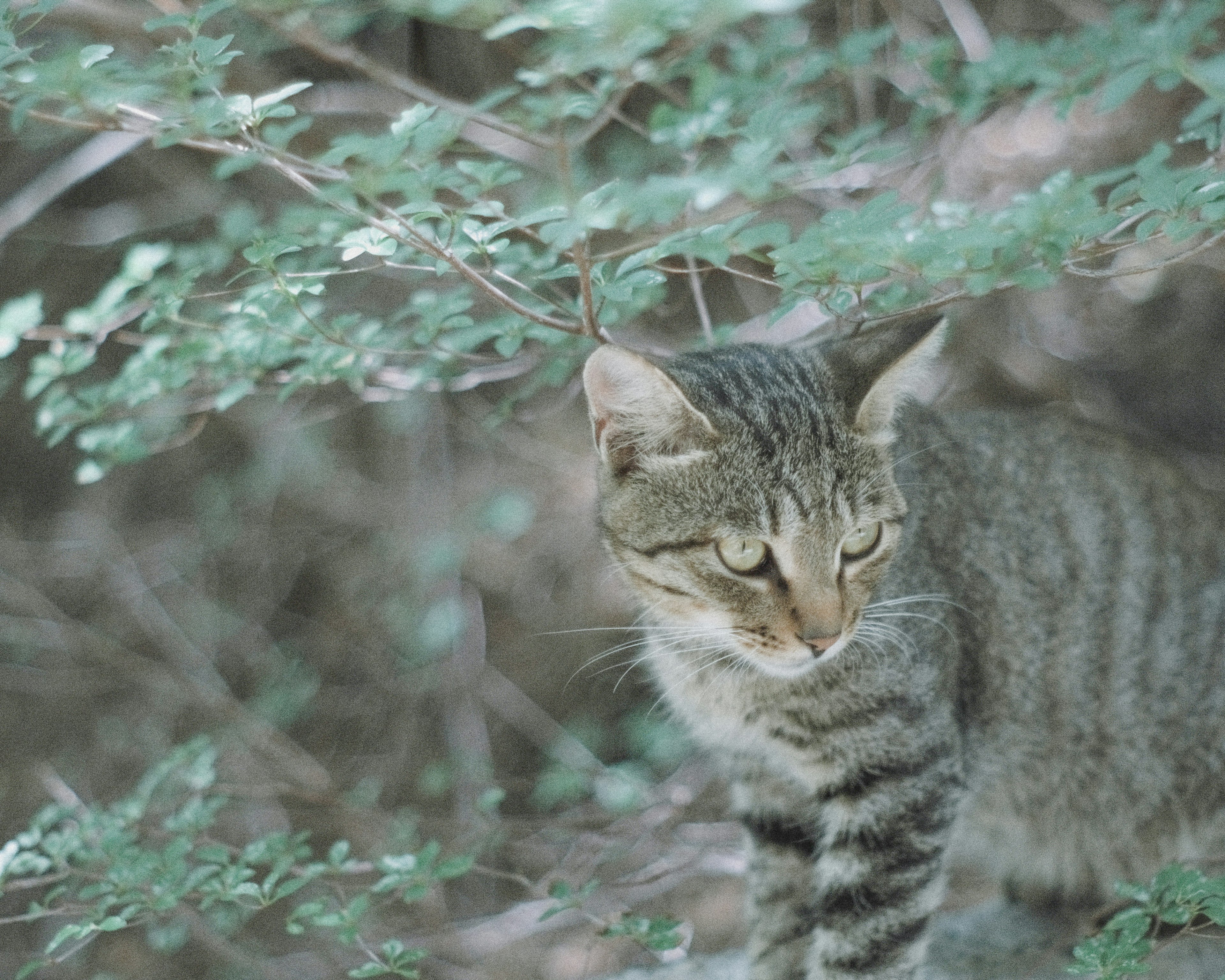 木の間に隠れた野生の猫が静かに佇んでいる