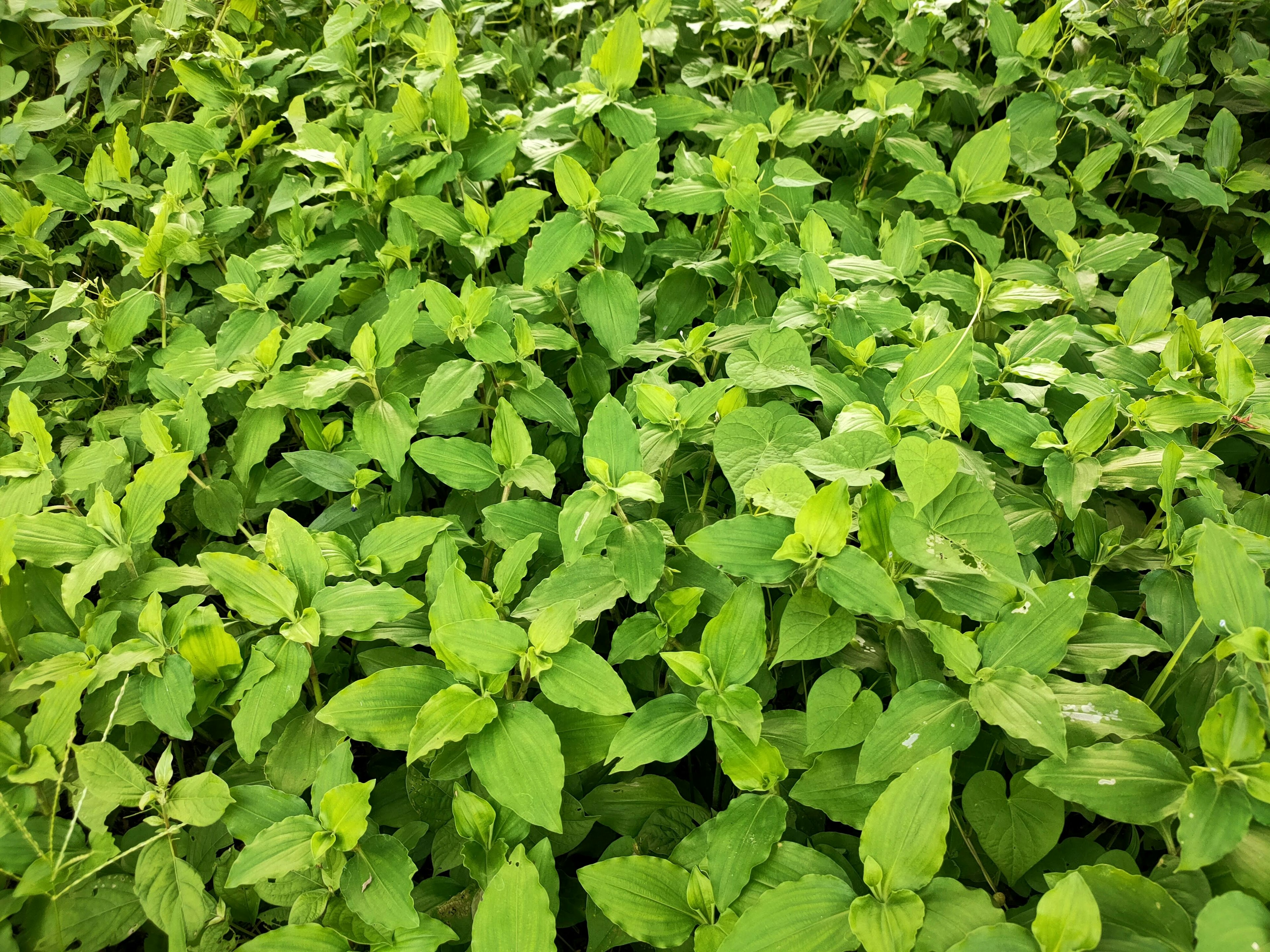 Crecimiento denso de hojas verdes exuberantes