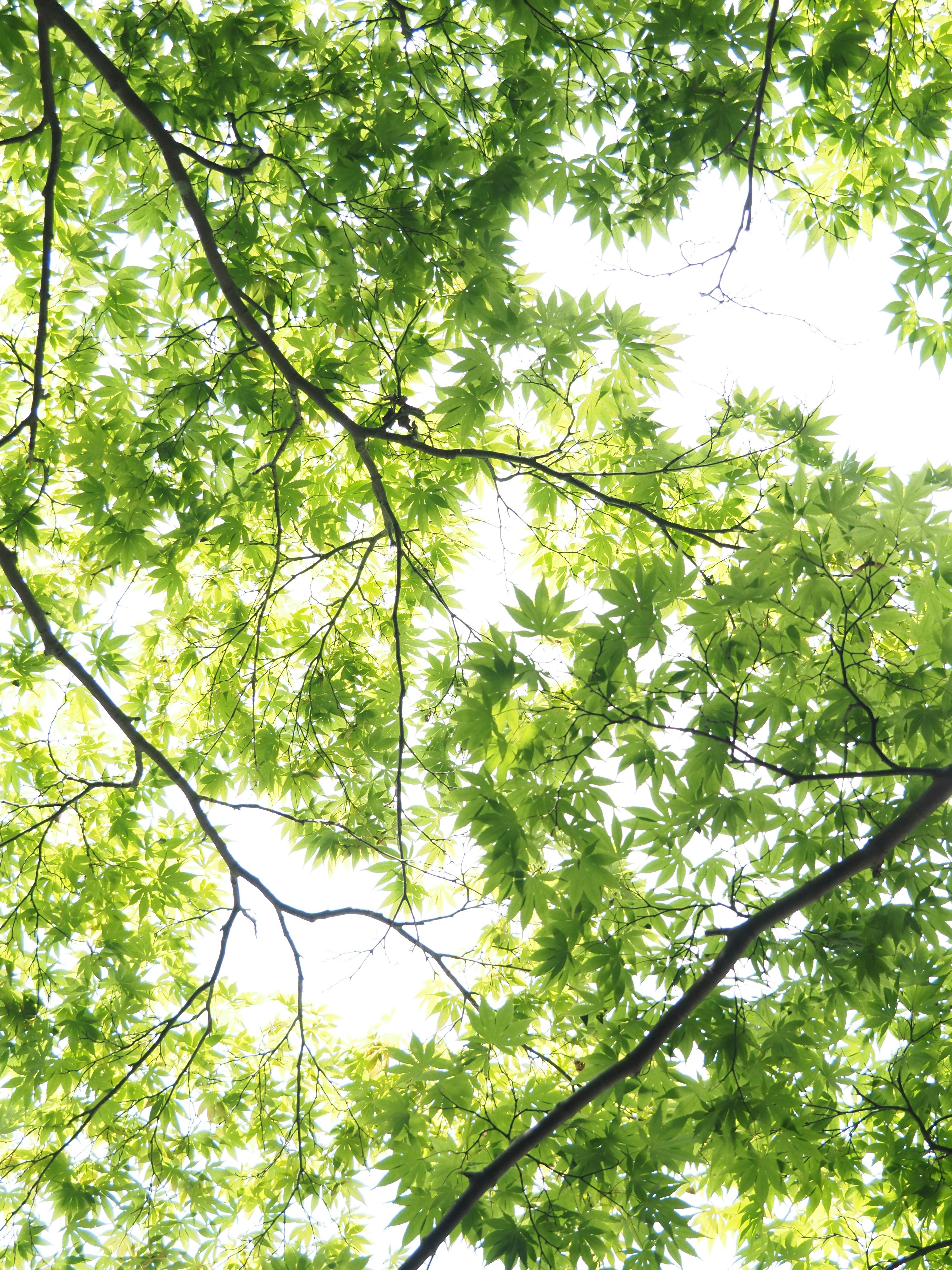 Photo vue du dessous des feuilles vertes luxuriantes des arbres