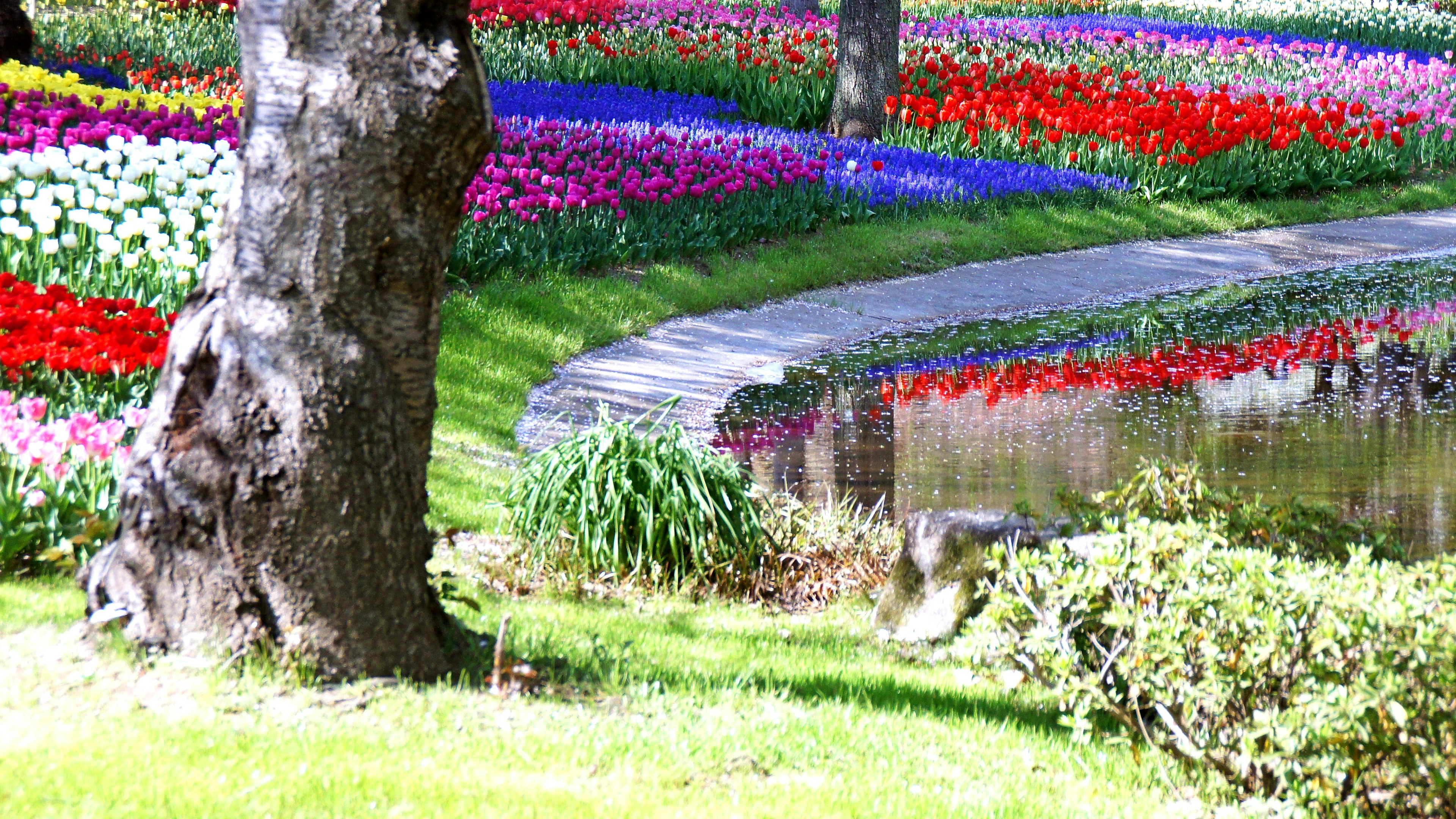 色とりどりの花が咲く庭園の風景 緑の芝生と小道がある