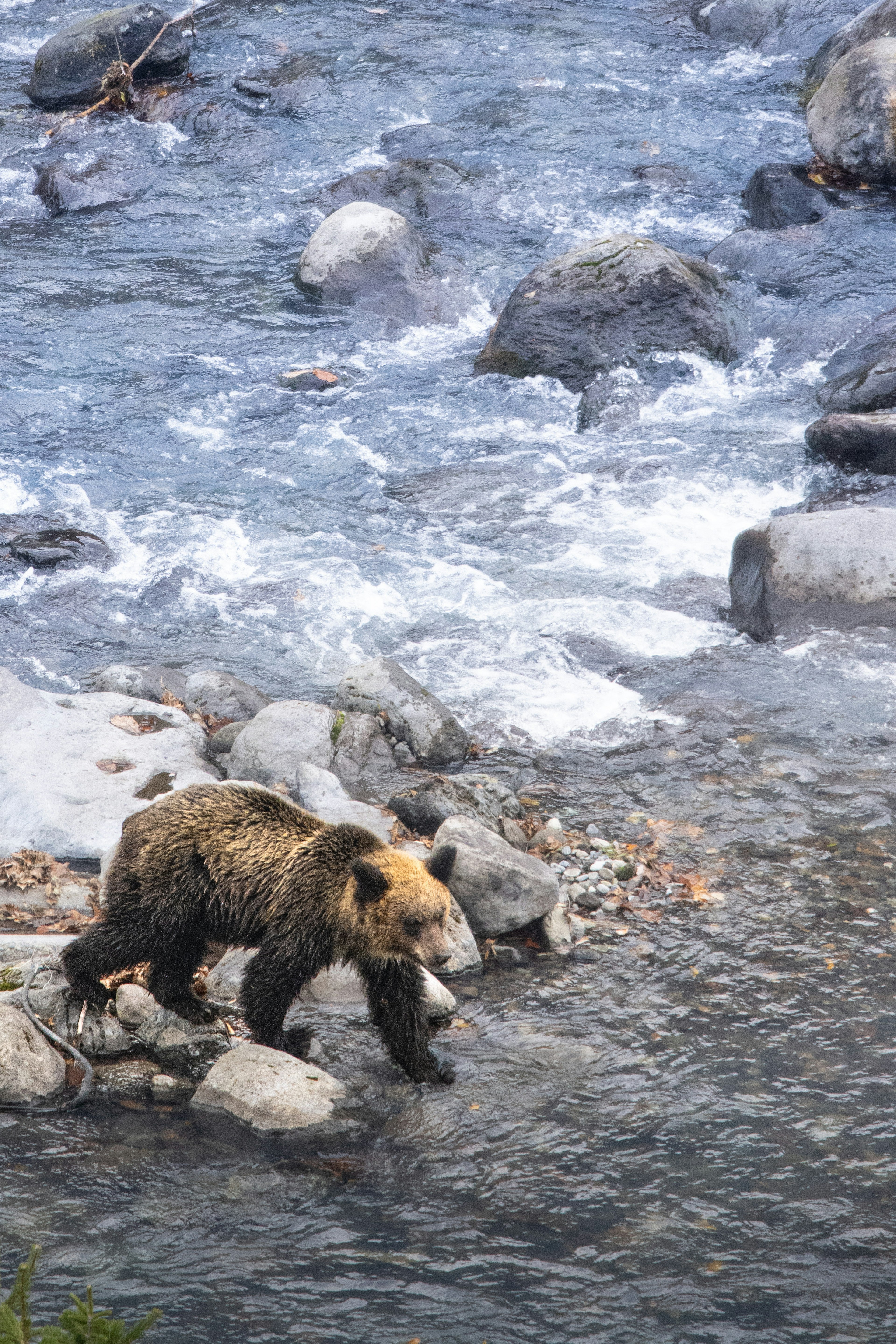 Grizzly bear crossing a river